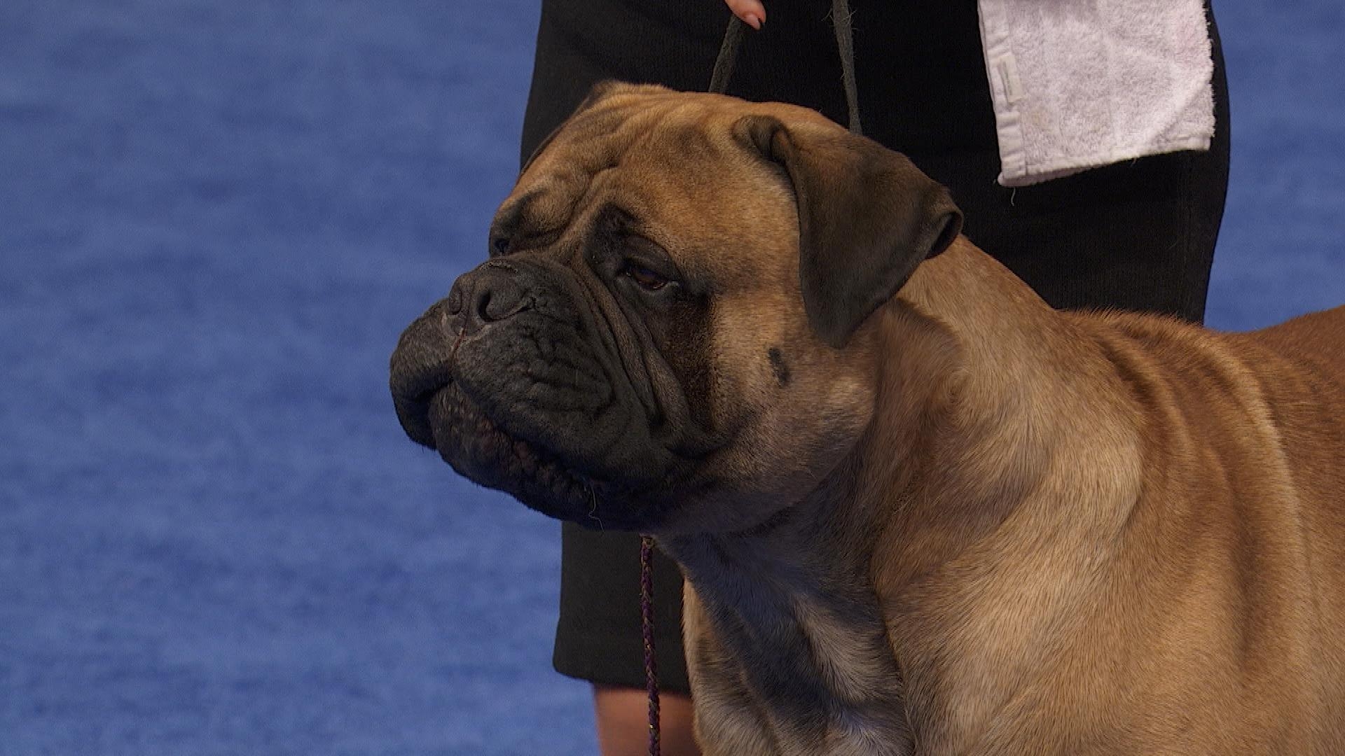 Bullmastiff, 2022, Nationalhundeschau, Arbeitsgruppe, Hund, 1920x1080 Full HD Desktop