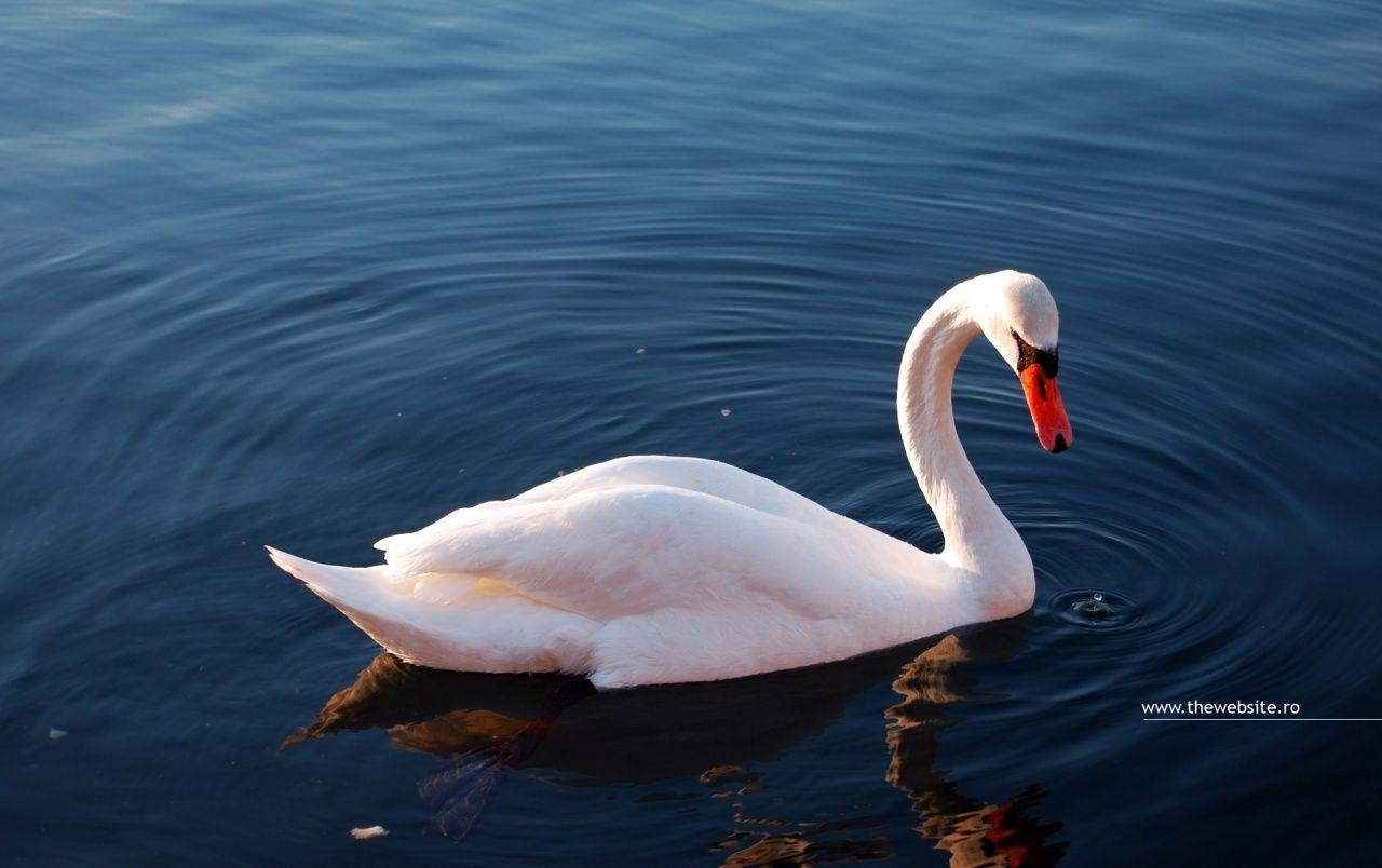 Schwan, Hintergrund, Bild, Tiere, Foto, 1280x810 HD Desktop