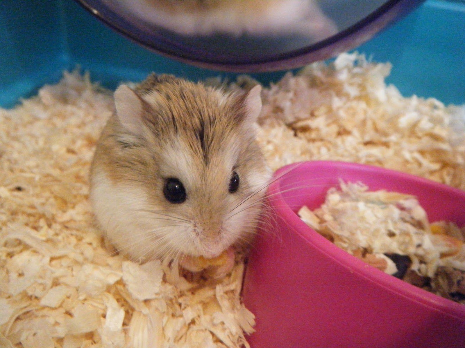 Hamster, Niedliches Bild, Tier, Hintergrund, Nagetier, 1600x1200 HD Desktop