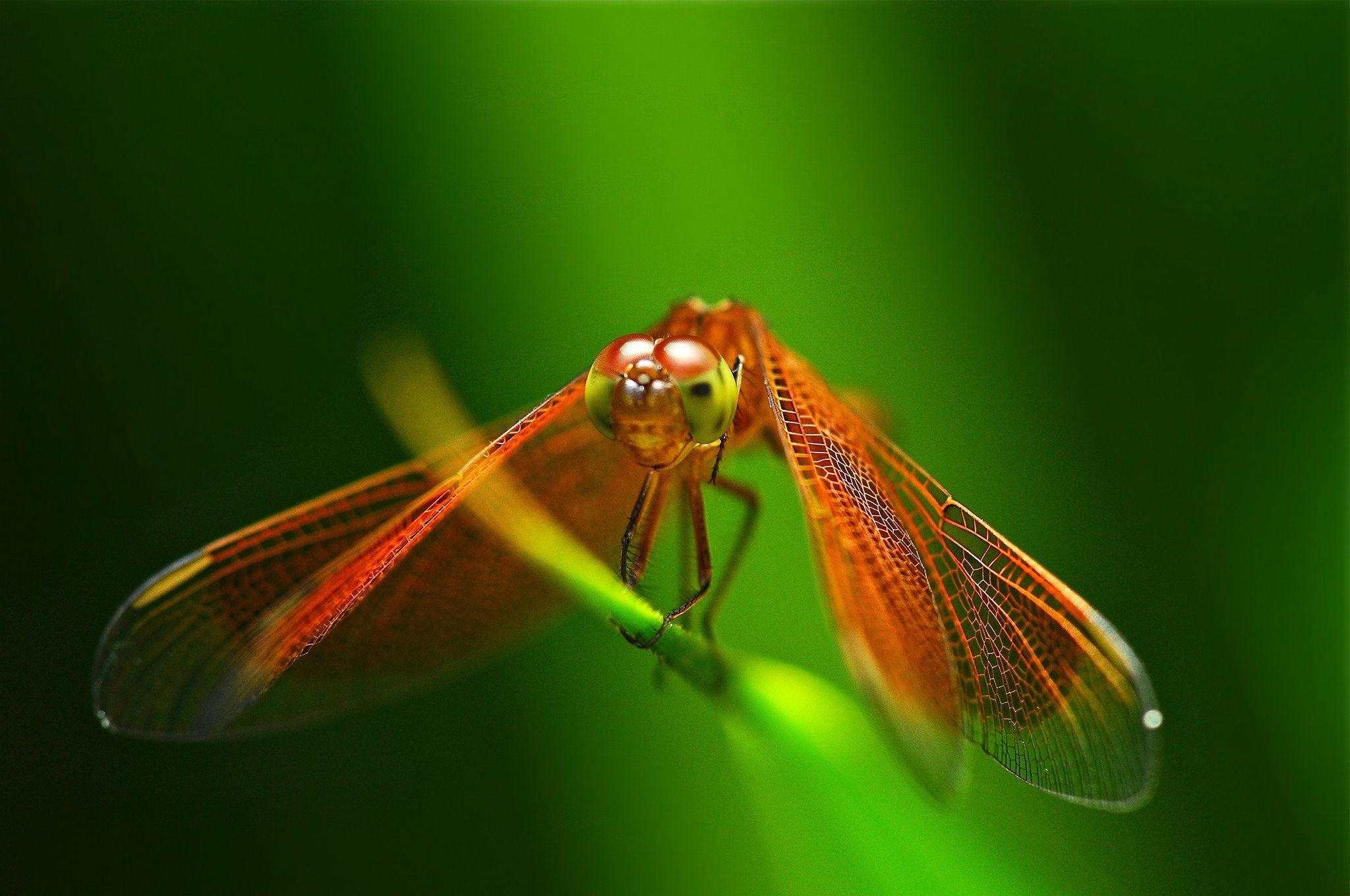 Libelle, HD Hintergrund, Bild, Insekten, Tierwelt, 2050x1360 HD Desktop