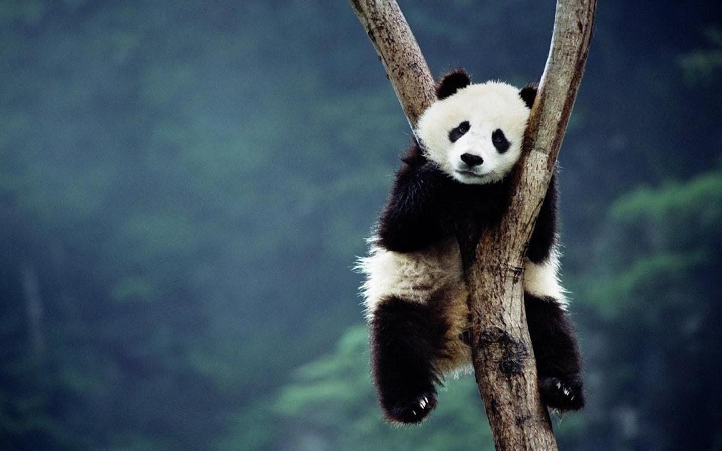 Panda, Tier, 8x900, Hintergrundbild, Wald, 1440x900 HD Desktop