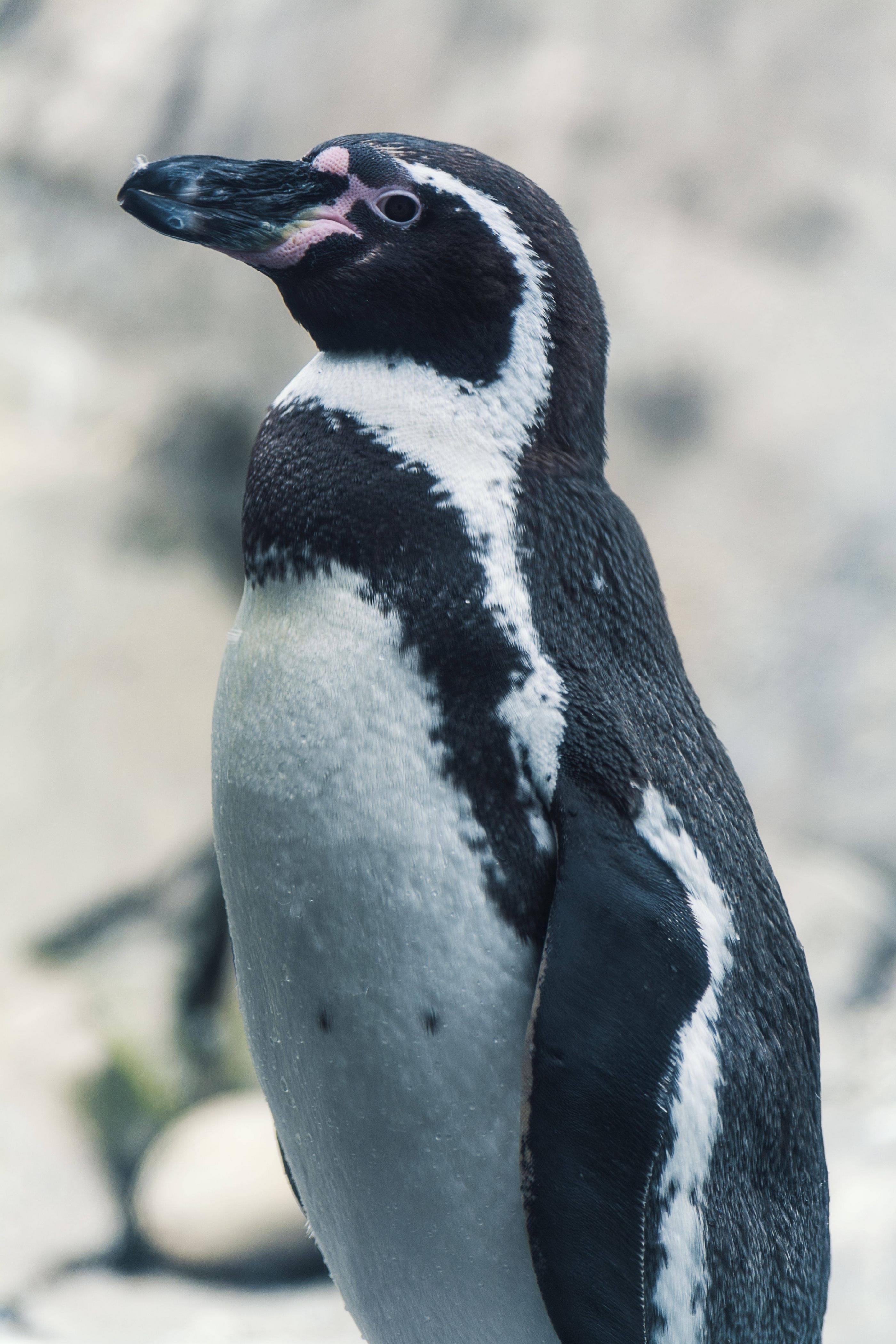 Pinguin, Niedlich, HD, 4000x6000, Kostenloser Download, 2800x4200 4K Handy