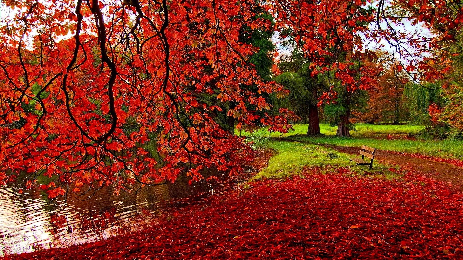 Herbst, Natur, Hintergrund, HD, Blätter, 1920x1080 Full HD Desktop