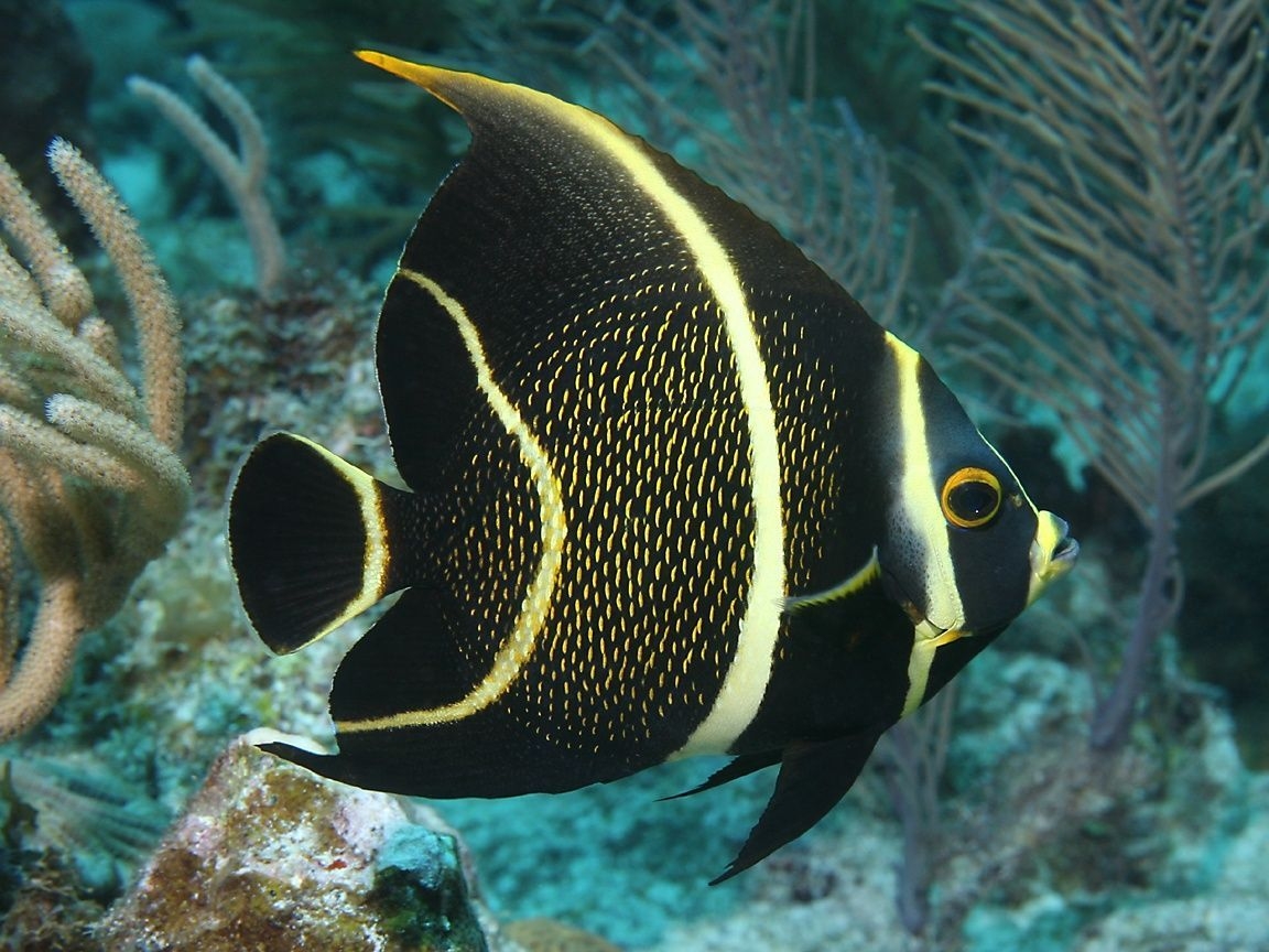 Kaiserfisch, Schön, Meerestiere, Fisch, Farbenfroh, 1160x870 HD Desktop