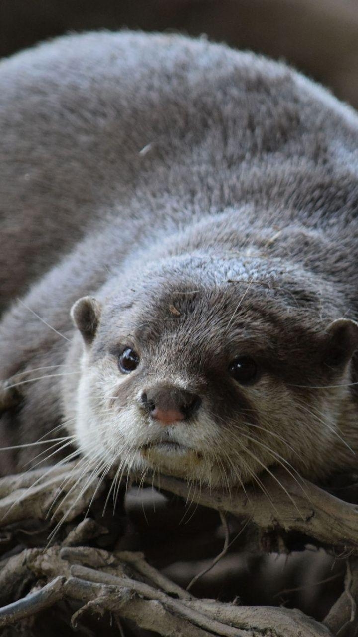 Otter, Tiere, Naturlandschaft, Wasser, Säugetier, 720x1280 HD Handy