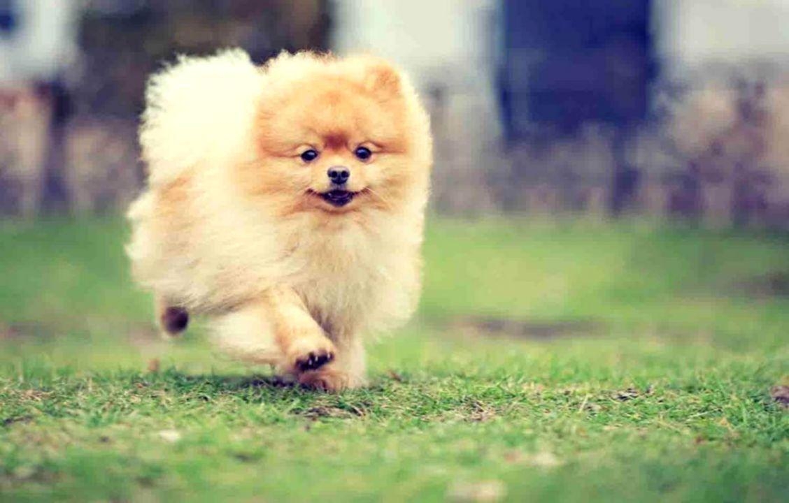 Pomeranian, Niedliche Hunde, Tiere, Flauschig, Hintergrundbild, 1130x720 HD Desktop