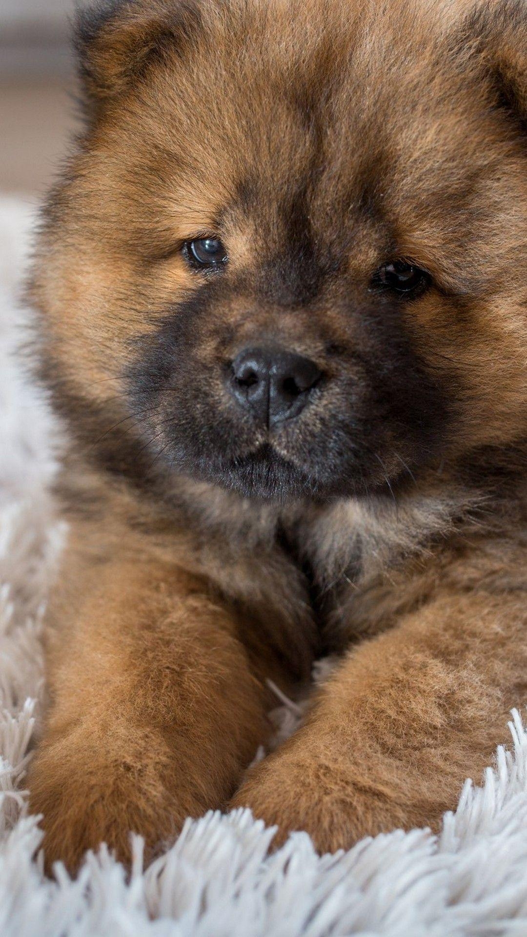 Chow Chow, Tiere, Web, Bild, Hund, 1080x1920 Full HD Handy