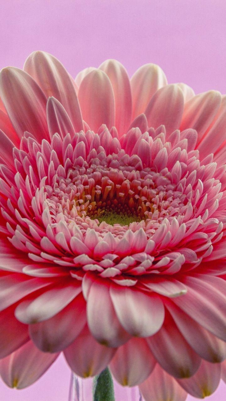 Blumen, Hintergrund, Gerbera, Natur, Bild, 720x1280 HD Handy