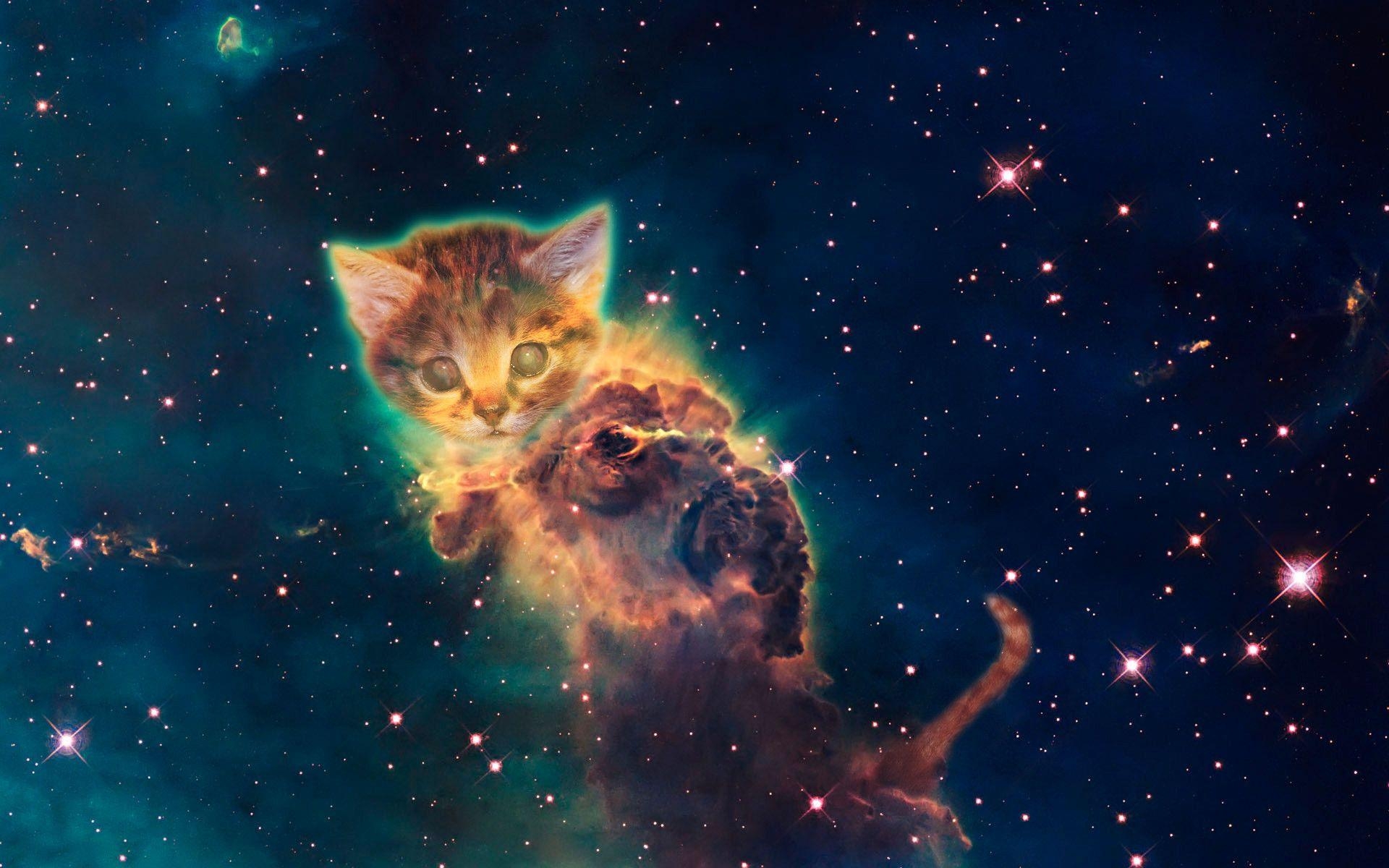 Galaxy Cat, Weltraumkatze, Hintergrund, Bild, Kreativ, 1920x1200 HD Desktop