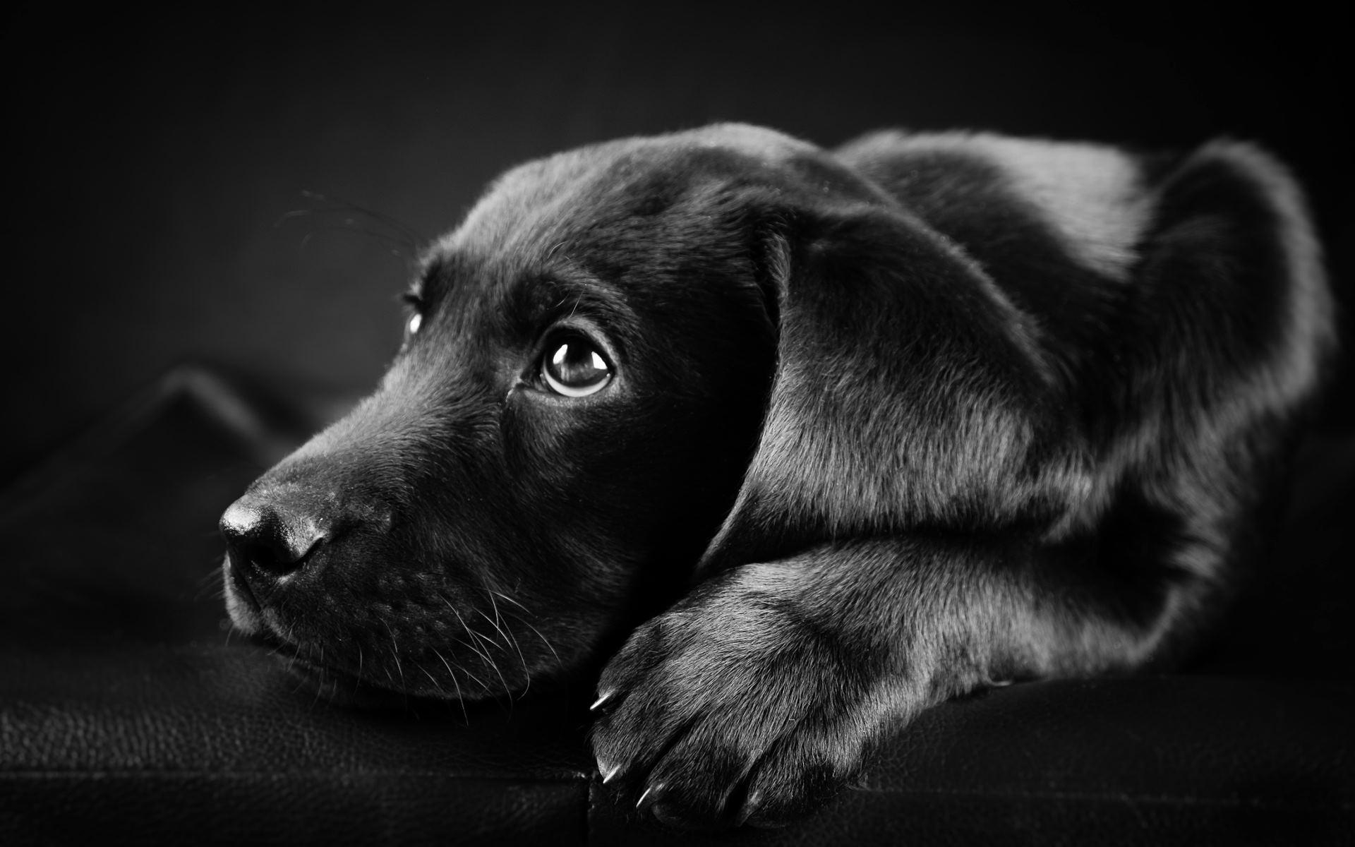 Labrador, Schwarz, Hintergrundbild, 18563kb, tierisch, 1920x1200 HD Desktop