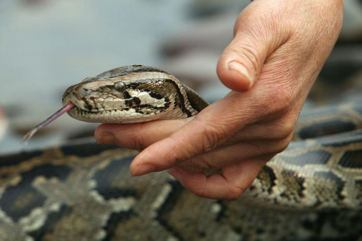 Boa Constrictor, Todesart, Tier, Schlangenverhalten, Tiere, 1200x800 HD Desktop