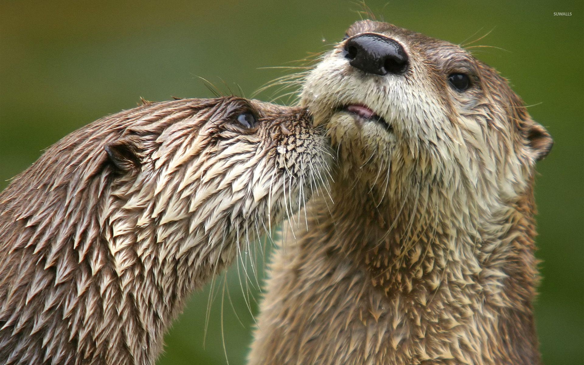 Otter, Wasser, Tier, Natur, Meer, 1920x1200 HD Desktop