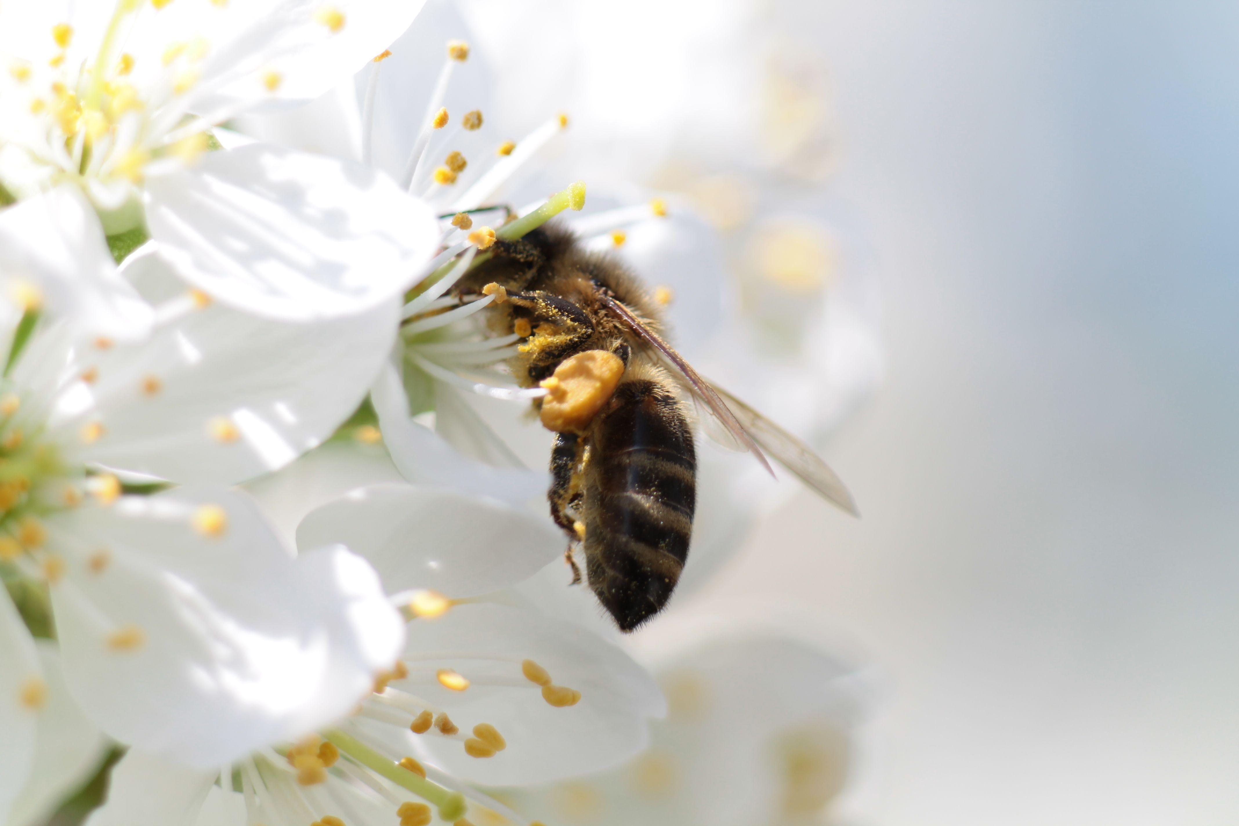 Biene, Hintergrund, HD, Tiere, Insekten, 4280x2850 4K Desktop