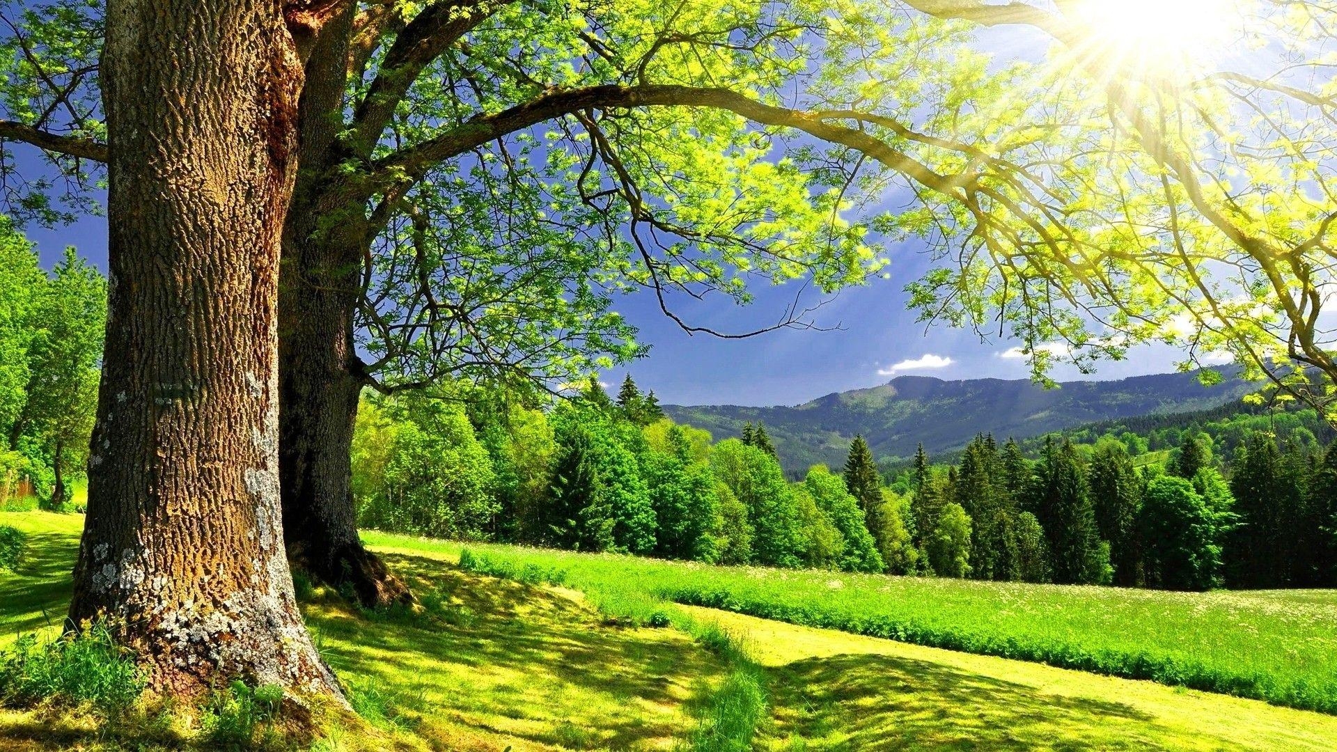 Frühling, Natur, Wald, Blühend, Landschaft, 1920x1080 Full HD Desktop