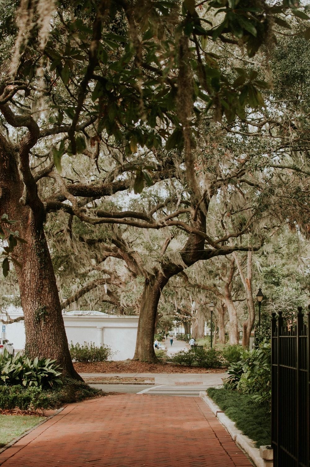 Grüne Bäume, Betonstraße, Savannah, Landschaft, Natur, 1000x1510 HD Handy