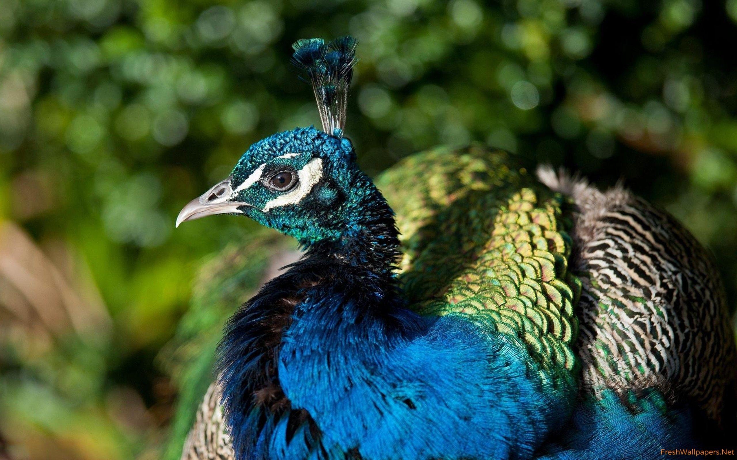 Pfau, HD-Hintergrund, exotischer Vogel, Federpracht, Foto, 2560x1600 HD Desktop