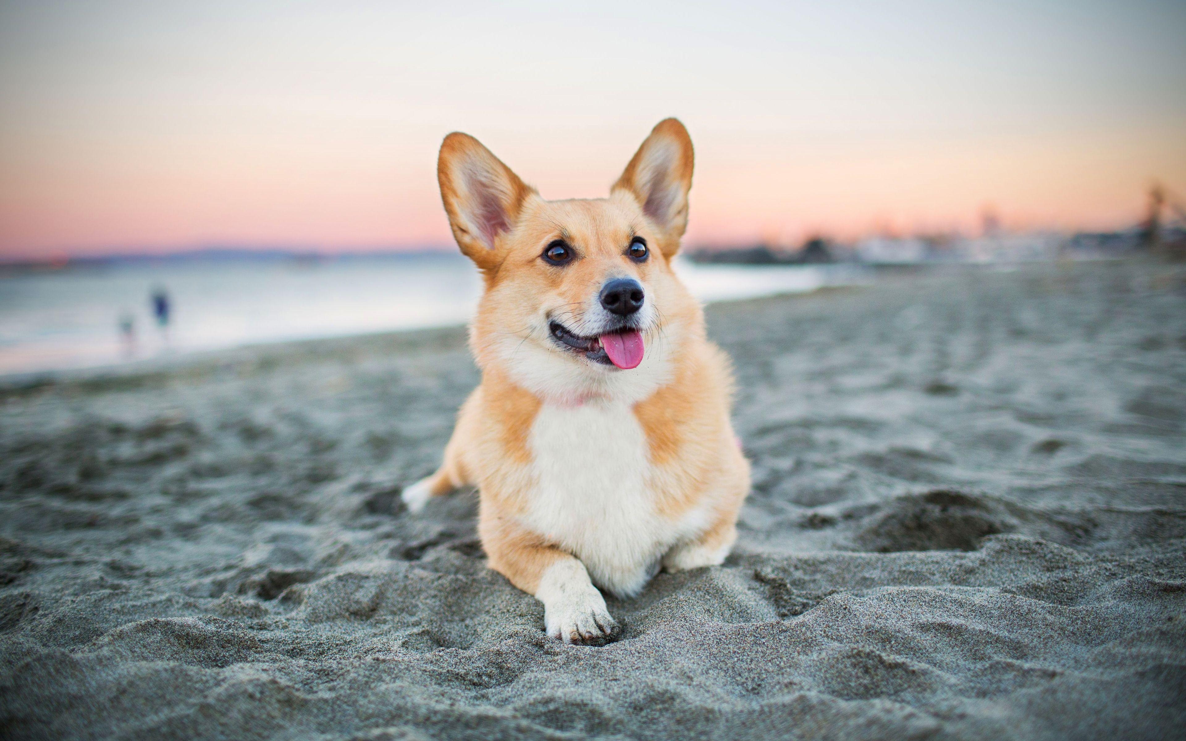 Welsh Corgi, Strand, Hund, 4K, Herunterladen, 3840x2400 4K Desktop