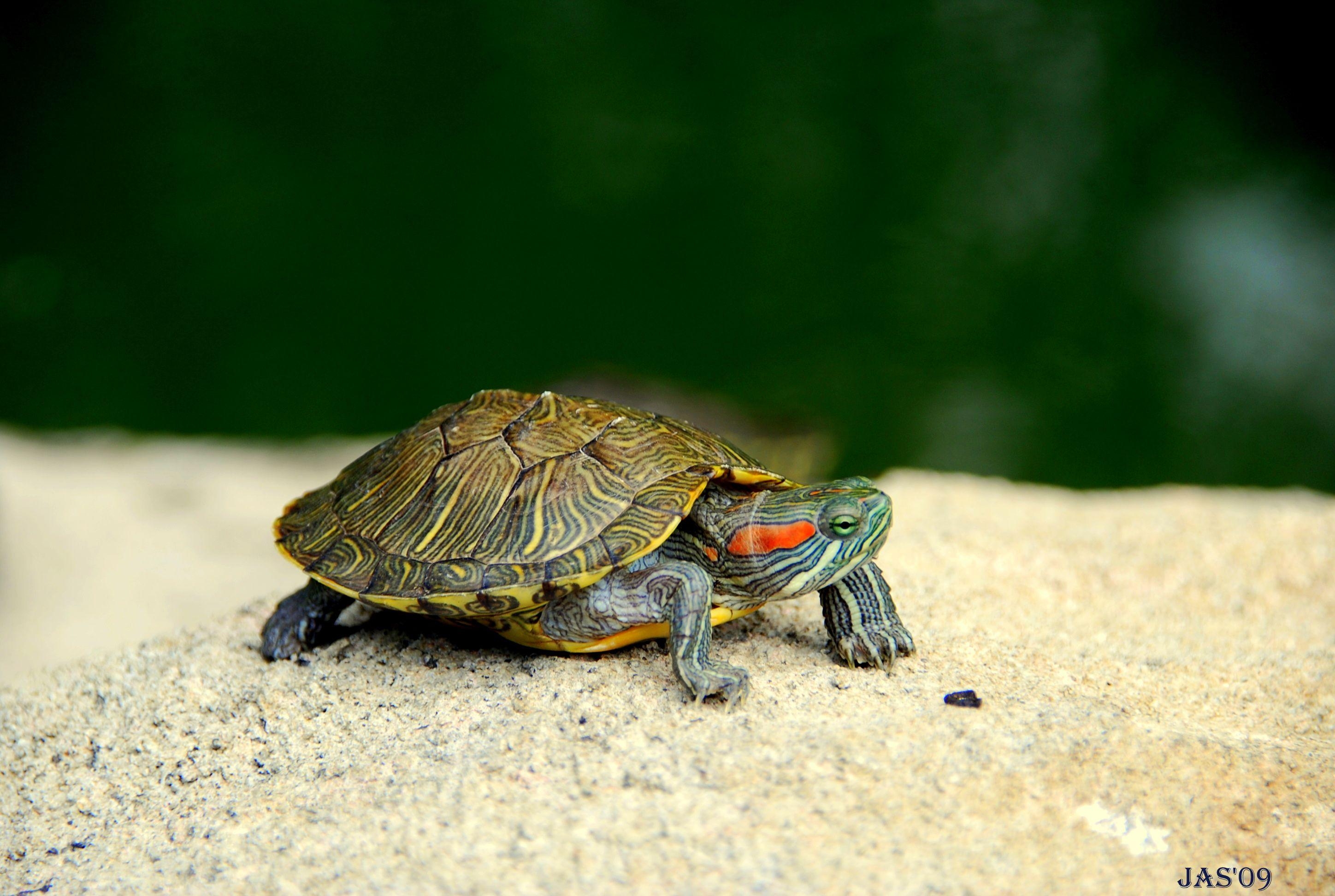 Schildkröte, HD, Hintergrund, Bild, Natur, 2900x1950 HD Desktop