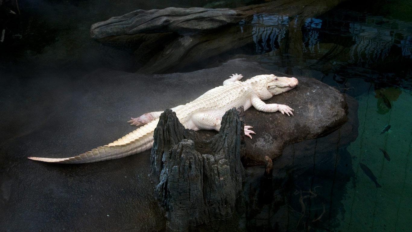 Albino Alligator, Selten, Reptilien, Weiß, 1370x770 HD Desktop