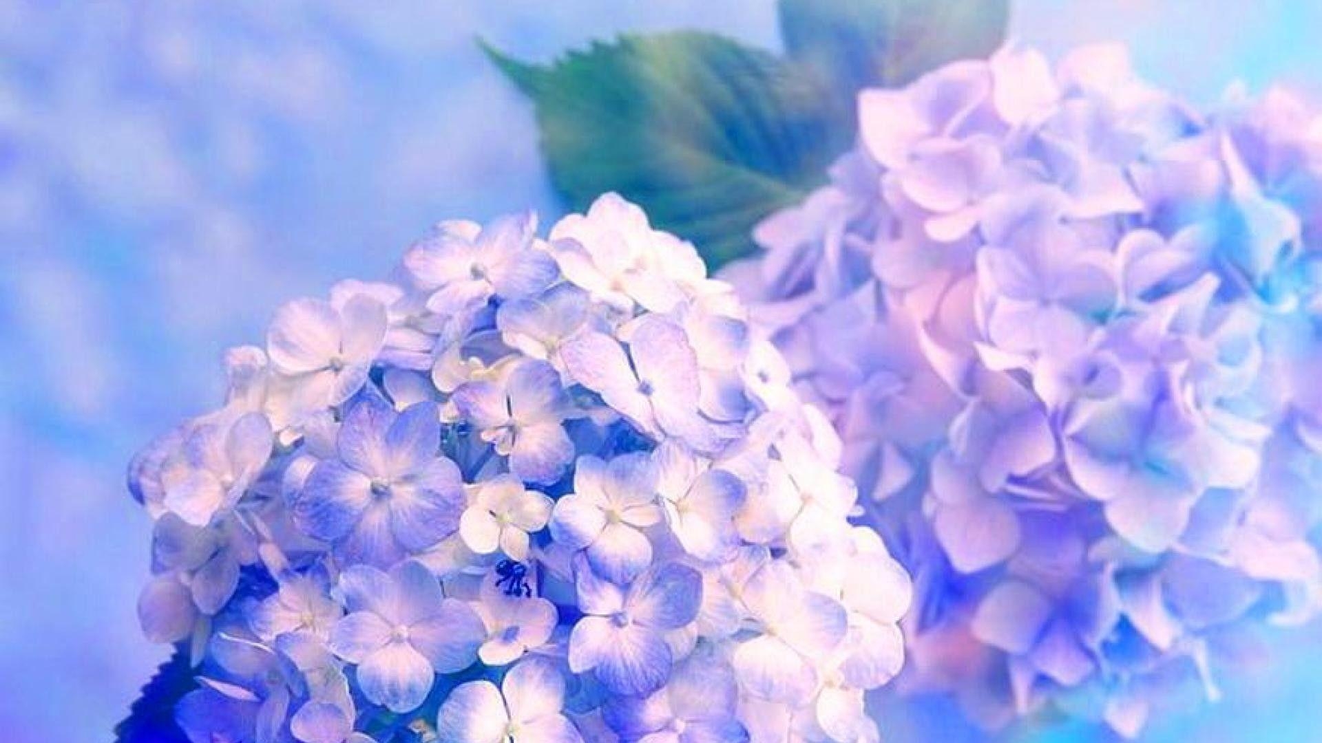 Hortensie, Blume, Natur, HD, Hintergrund, 1920x1080 Full HD Desktop