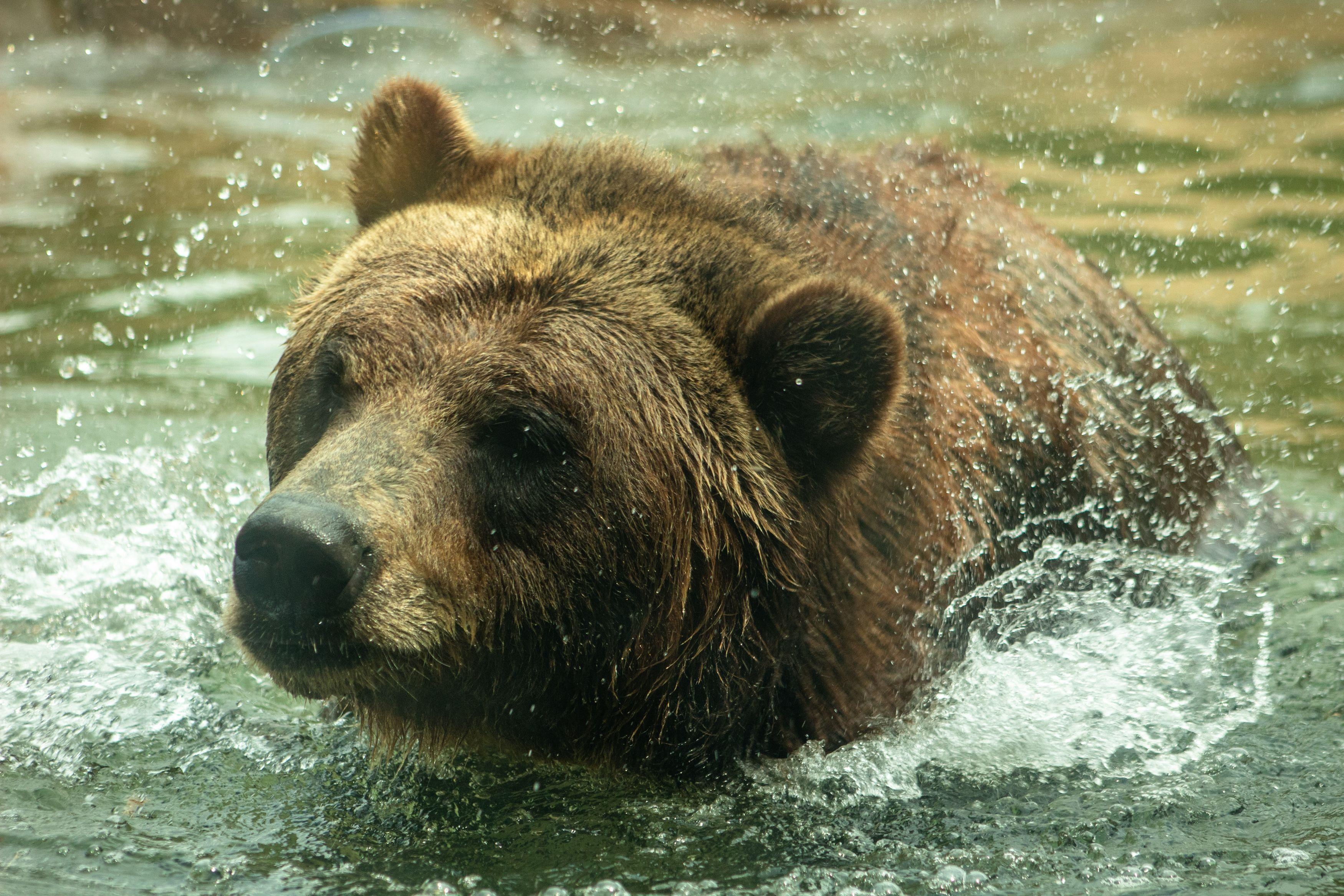 Grizzlybär, Bild, HQ, Wildnis, Tierwelt, 3500x2340 HD Desktop