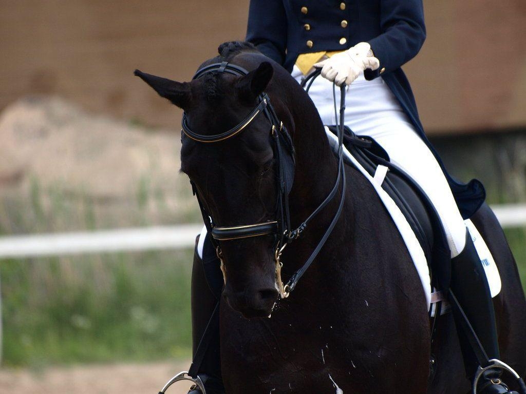 Dressurreiten, Hintergründe, Sport, Pferd, Dressage, 1030x770 HD Desktop