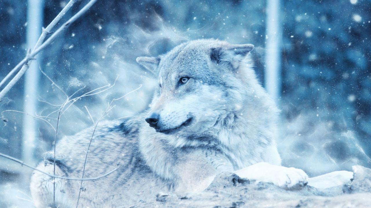 Wolf, Winter, Arktis, Tier, Kälte, 1280x720 HD Desktop