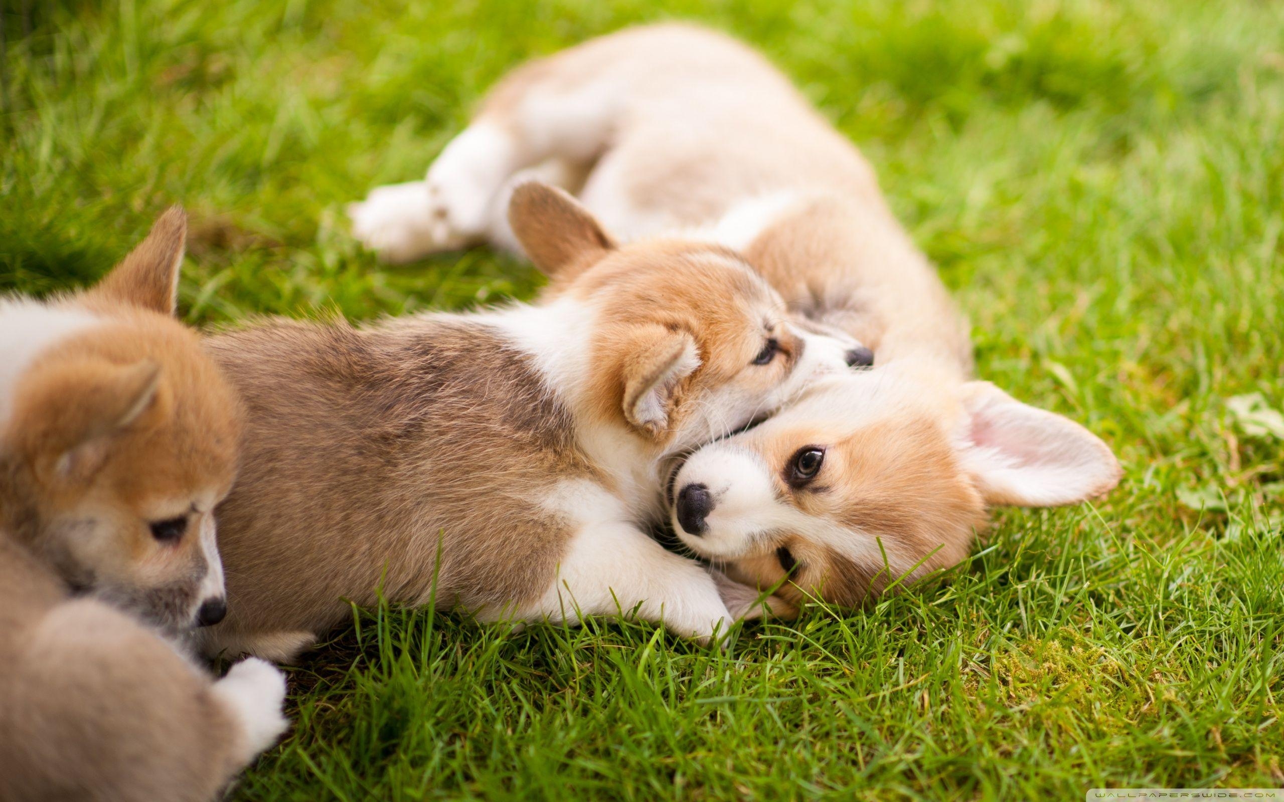 Corgis Hintergrundbilder, HD Wallpaper, Desktop-PC