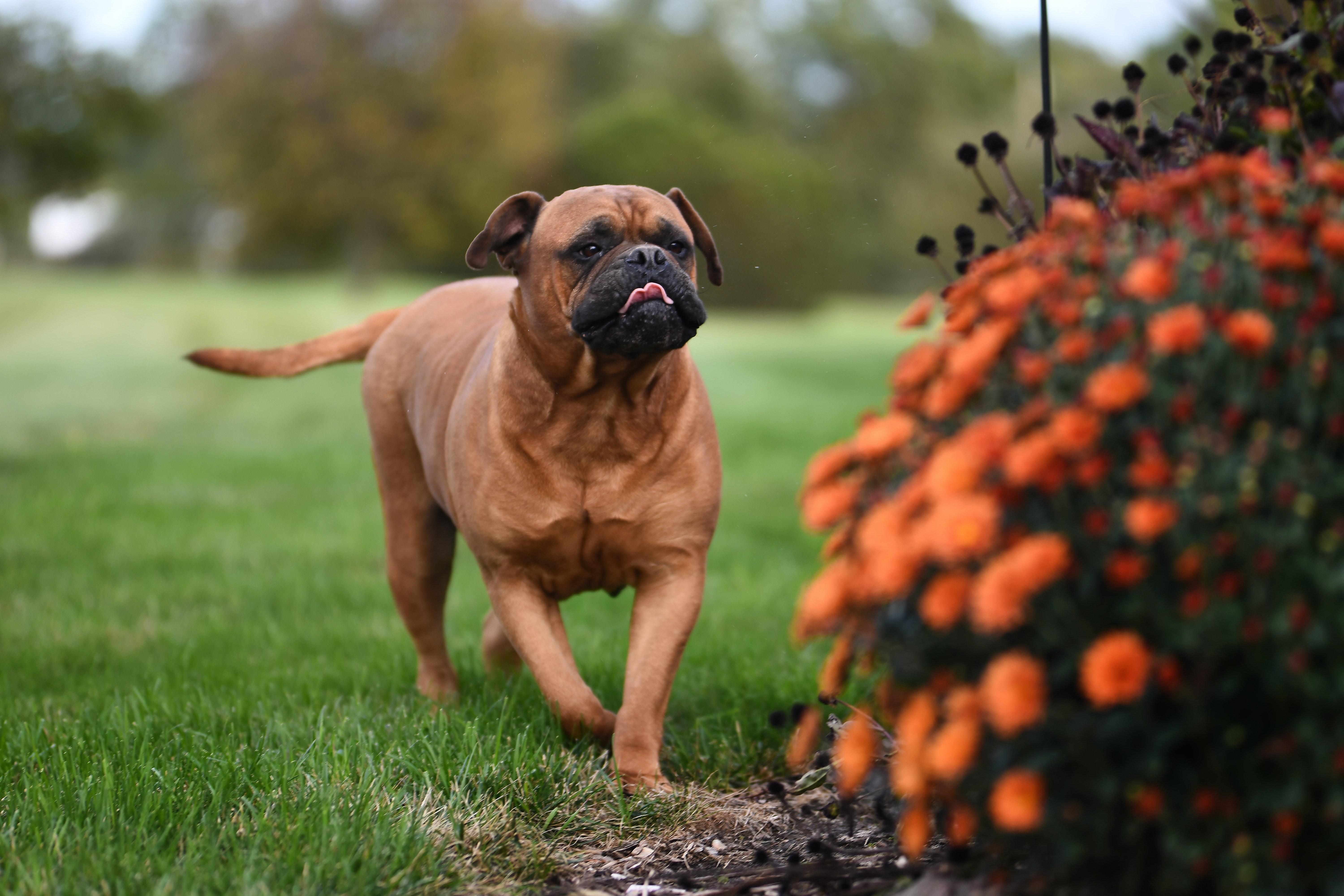 Bullmastiff, Foto, Download, HD, Tierbild, 6000x4000 4K Desktop