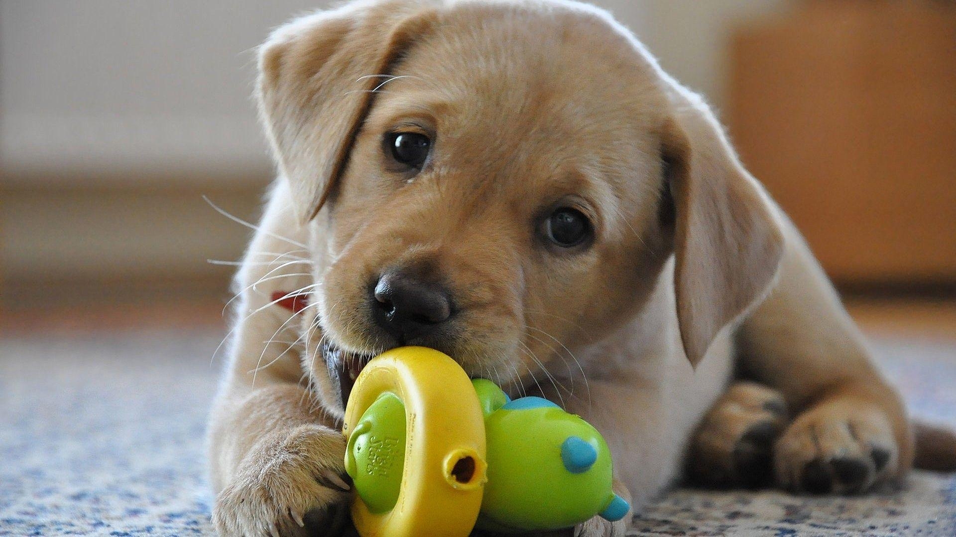 Labrador Retriever, Welpe, Breitbild, Tiere, Hochauflösend, 1920x1080 Full HD Desktop