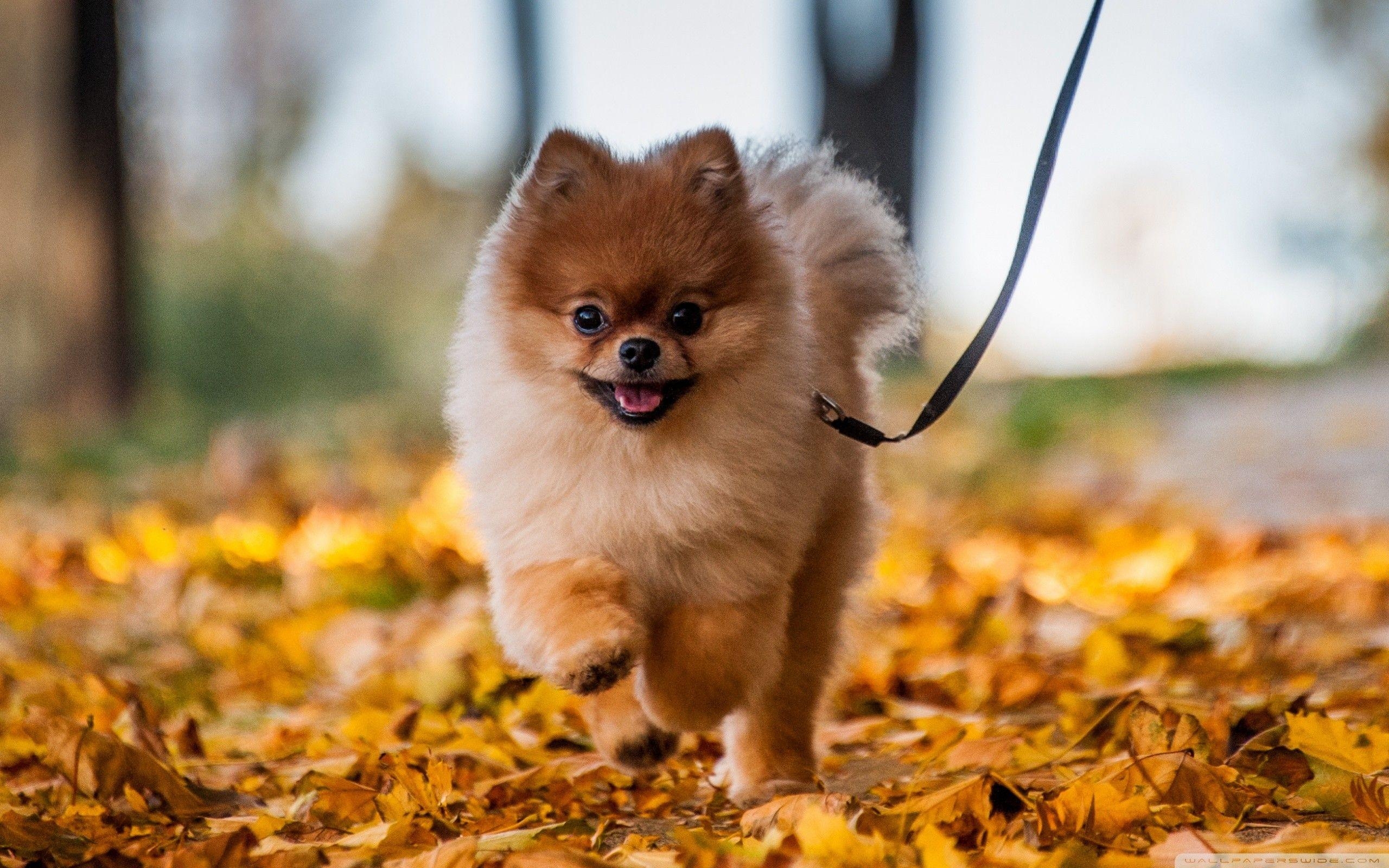 Pomeranian, Hund, Tier, Hintergrund, HD, 2560x1600 HD Desktop