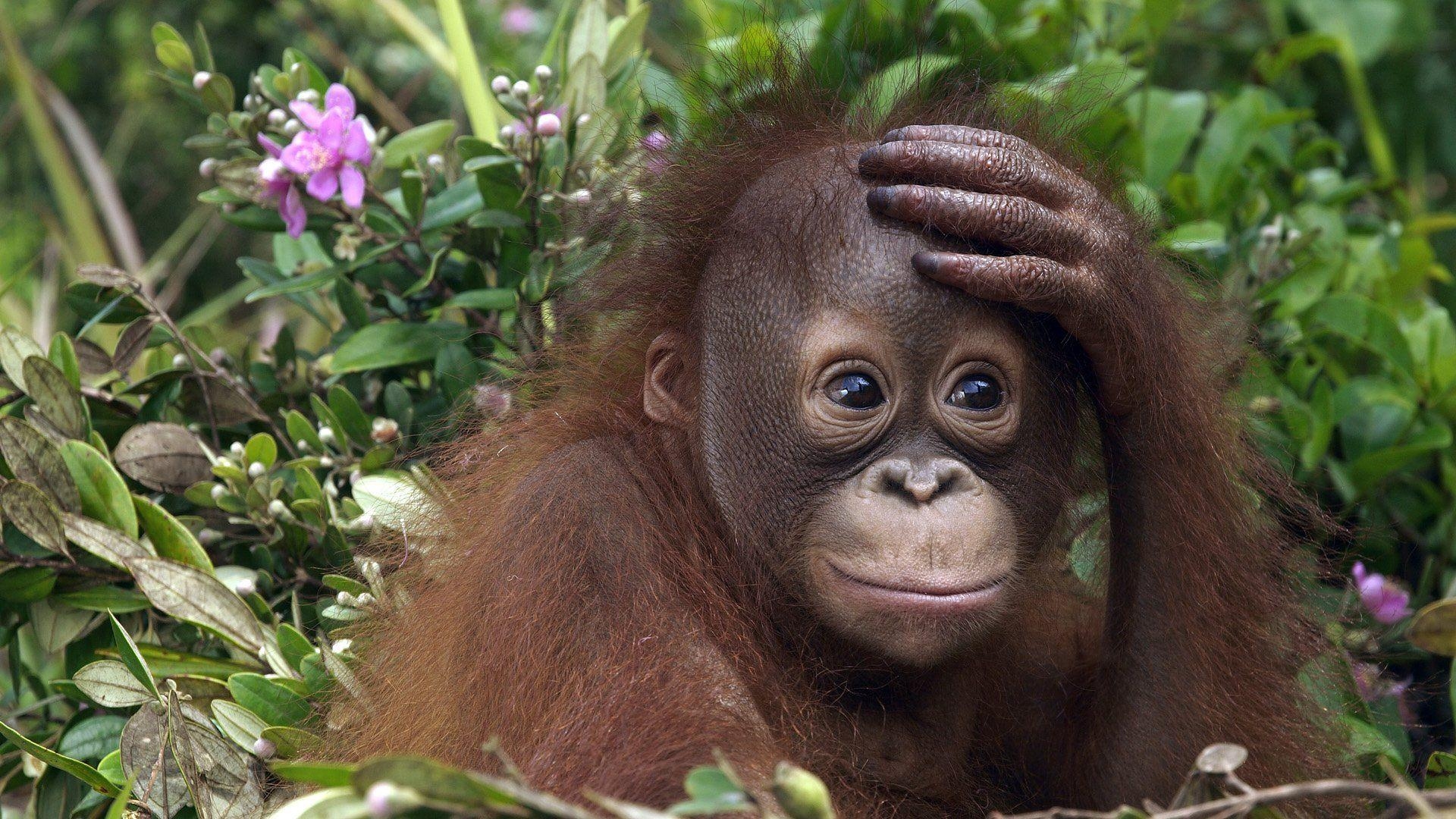 Orangutan, Tiere, HD, Hintergrundbild, Wildnis, 1920x1080 Full HD Desktop