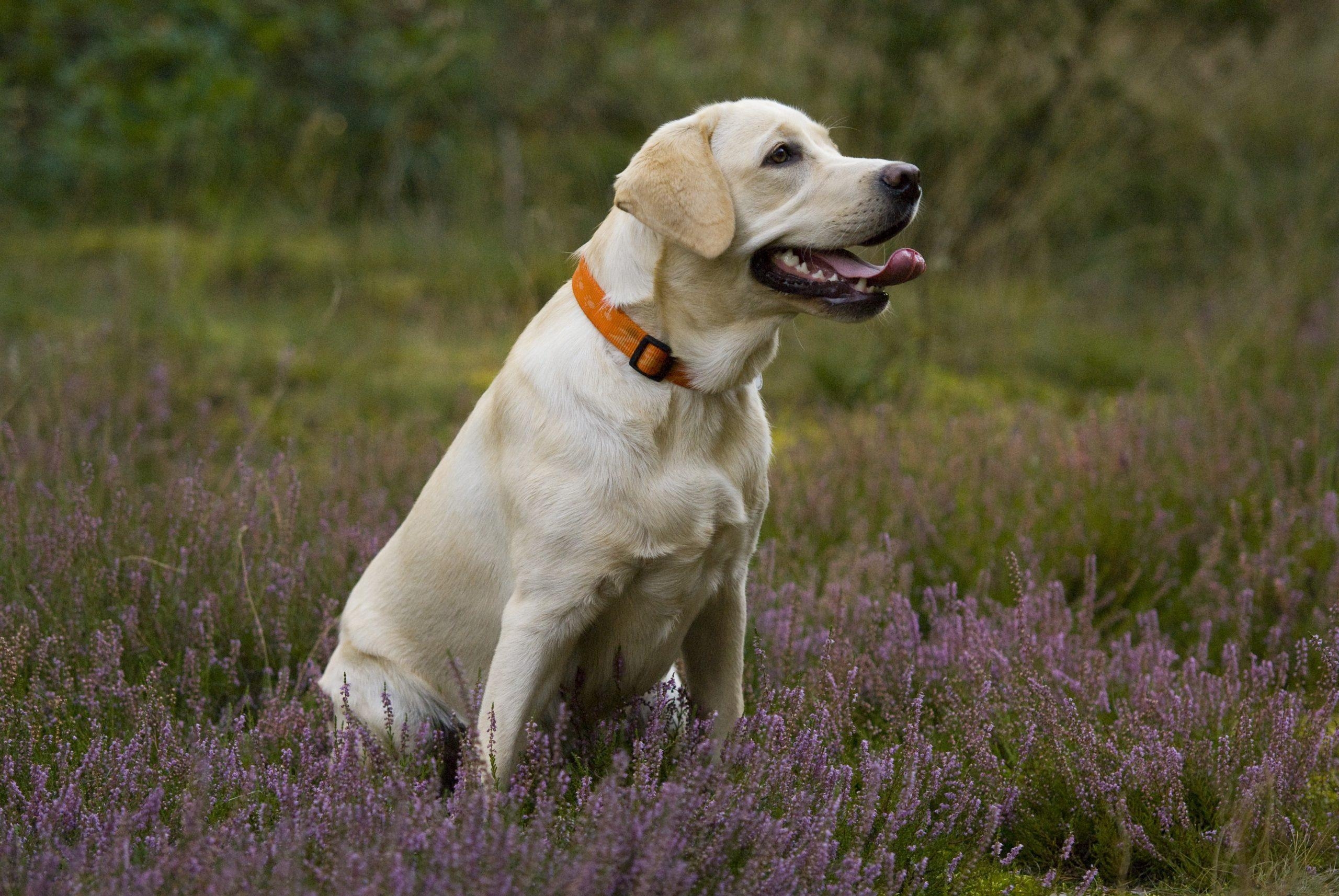 Labrador, Full HD, Kostenlos, Download, Hintergrund, 2560x1720 HD Desktop