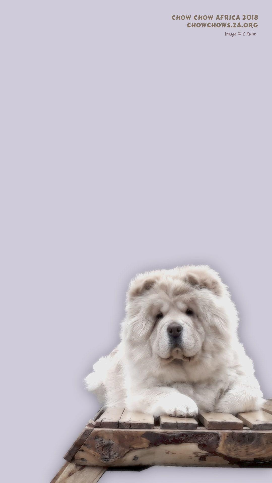 Chow Chow, Afrika, Desktop, Mobil, Hintergrund, 1080x1920 Full HD Handy