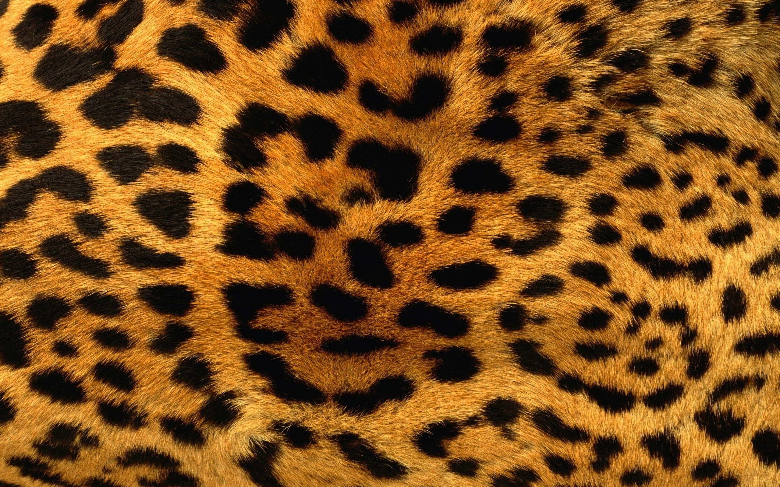 Leopardenmuster, Fell, Hintergrund, Download, Textur, 2560x1600 HD Desktop