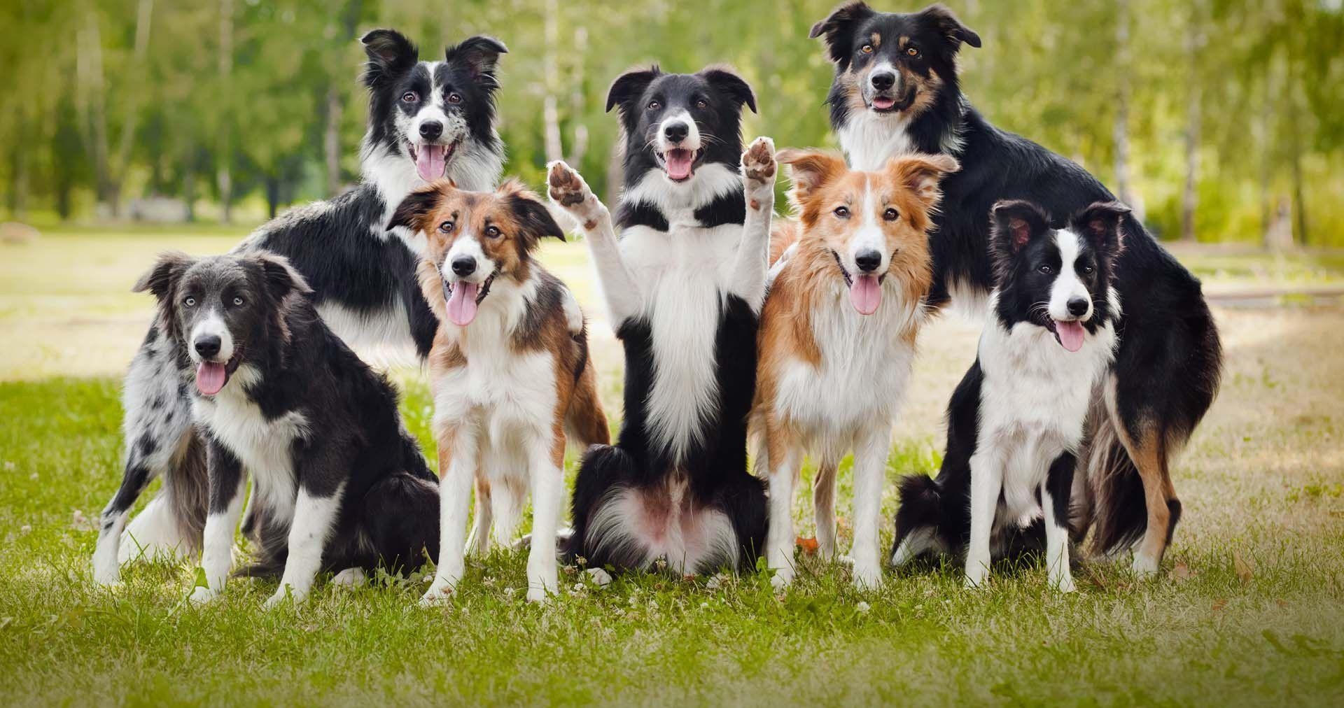 Border Collie, Hund, Bild, 19x1012, Gesicht, 1920x1020 HD Desktop