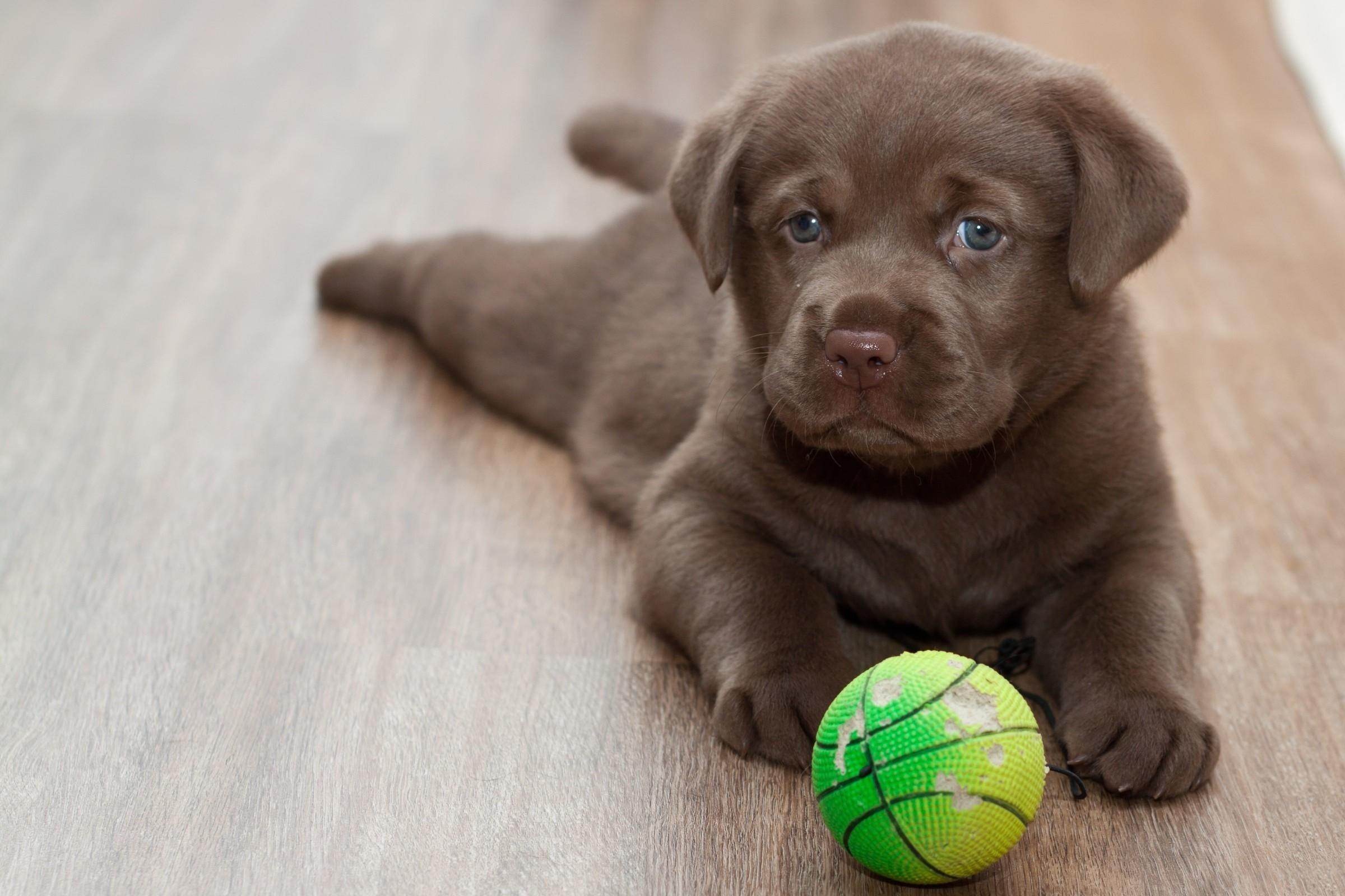 Labrador Welpe, Hintergrund, PC, HD, Tiere, 2400x1600 HD Desktop