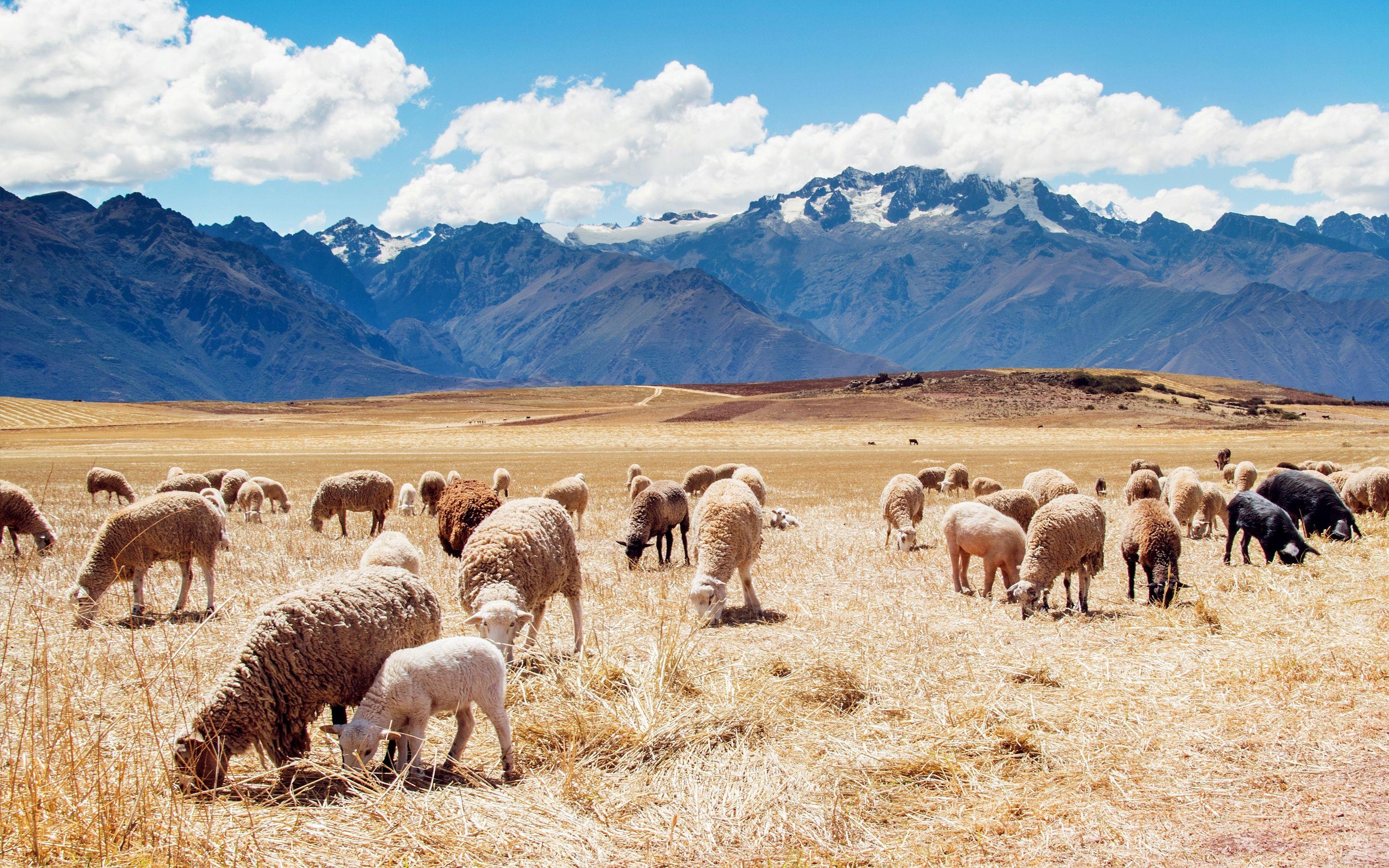 Peru, Schafweiden, Landschaft, Ländlich, Idylle, 2880x1800 HD Desktop