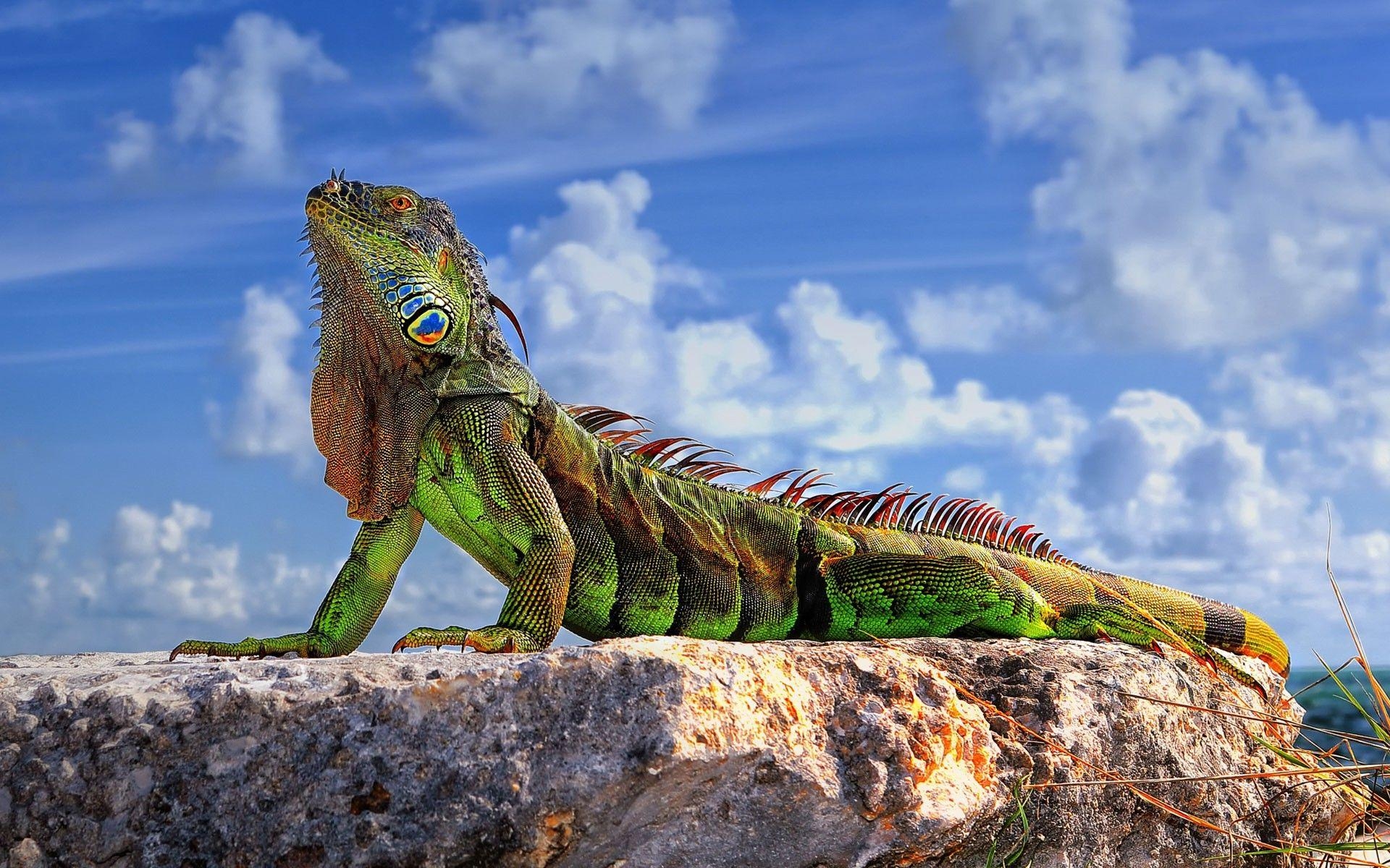 Leguan, Reptil, Tiere, Natur, Grün, 1920x1200 HD Desktop