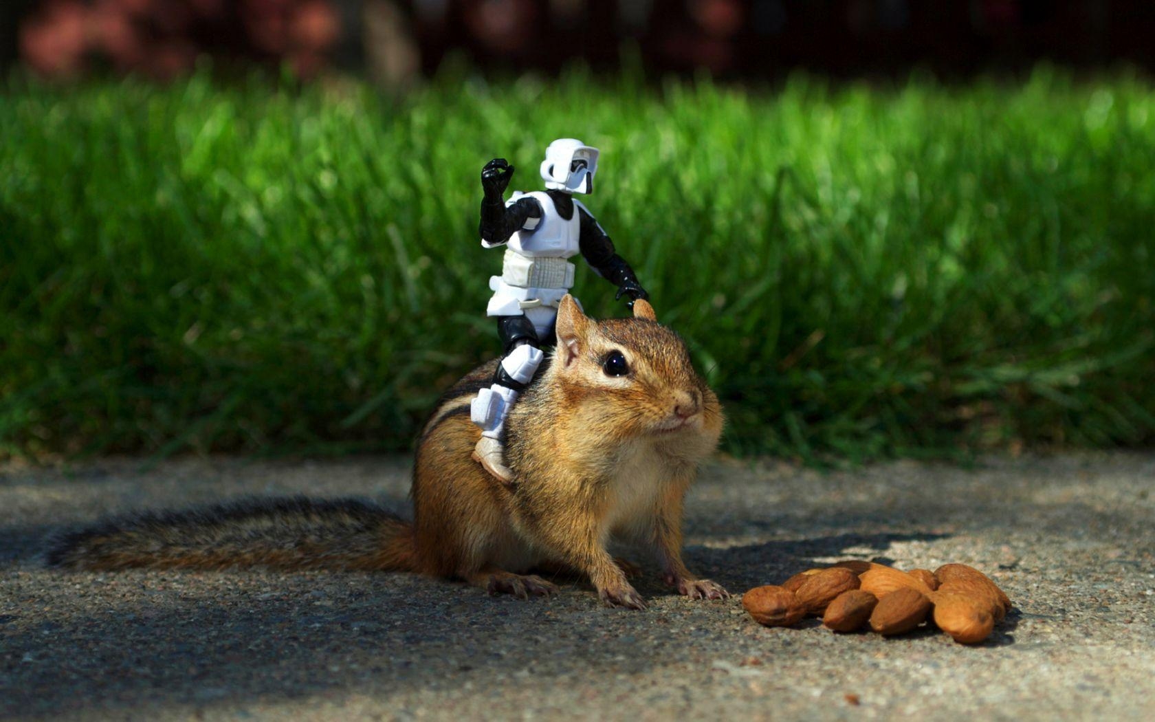 Chipmunk, Bild, 1050px, Hintergrund, Tier, 1680x1050 HD Desktop