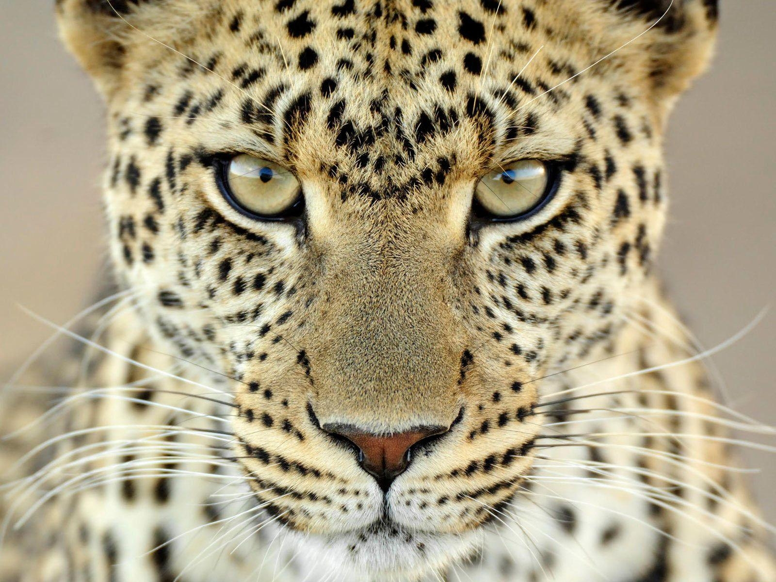 Leopard Tier Foto Hintergrund 4076px, 1600x1200 HD Desktop