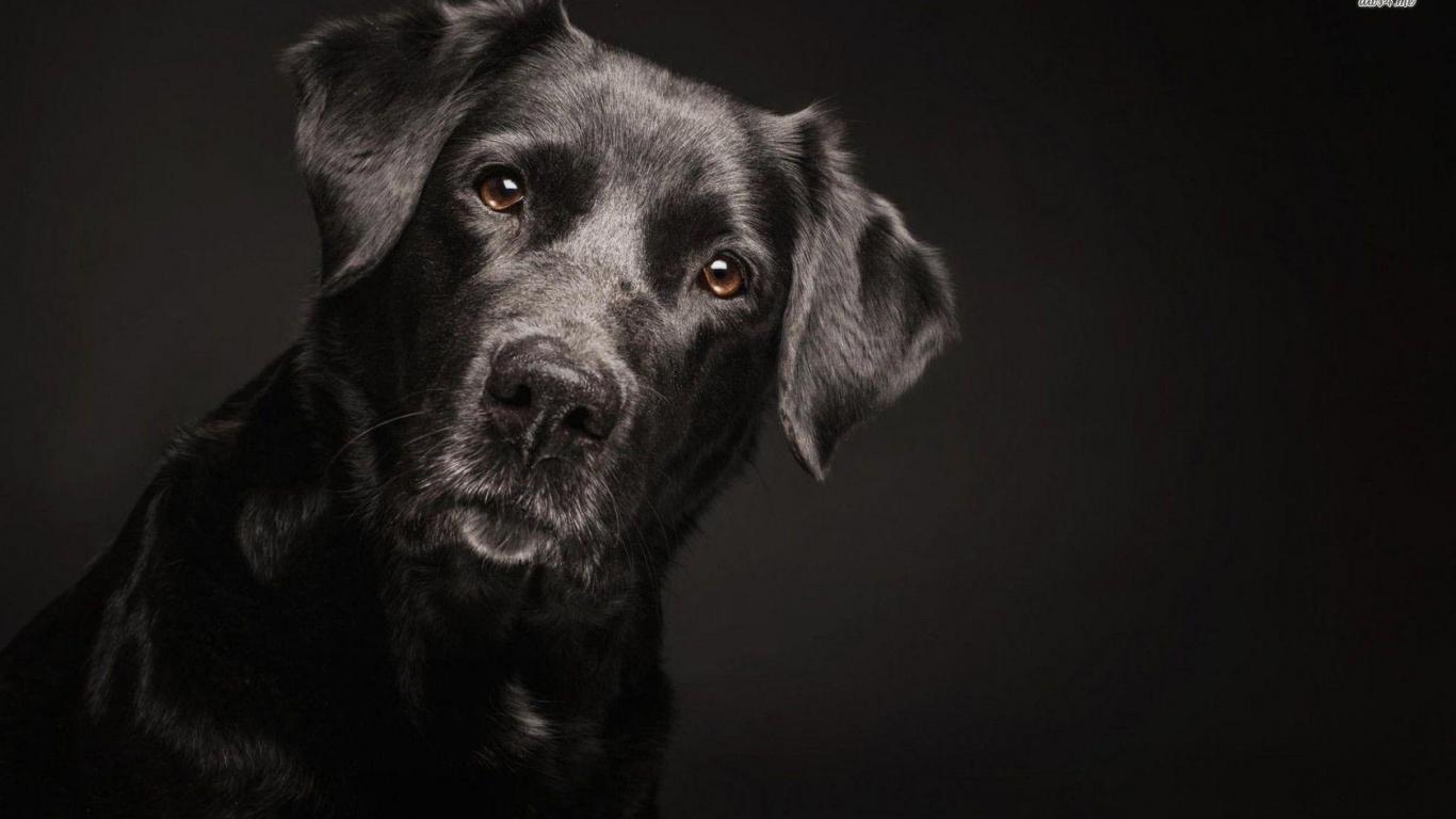 Labrador, Hintergrundbild, 6x1050, Tierfreund, Hund, 1370x770 HD Desktop