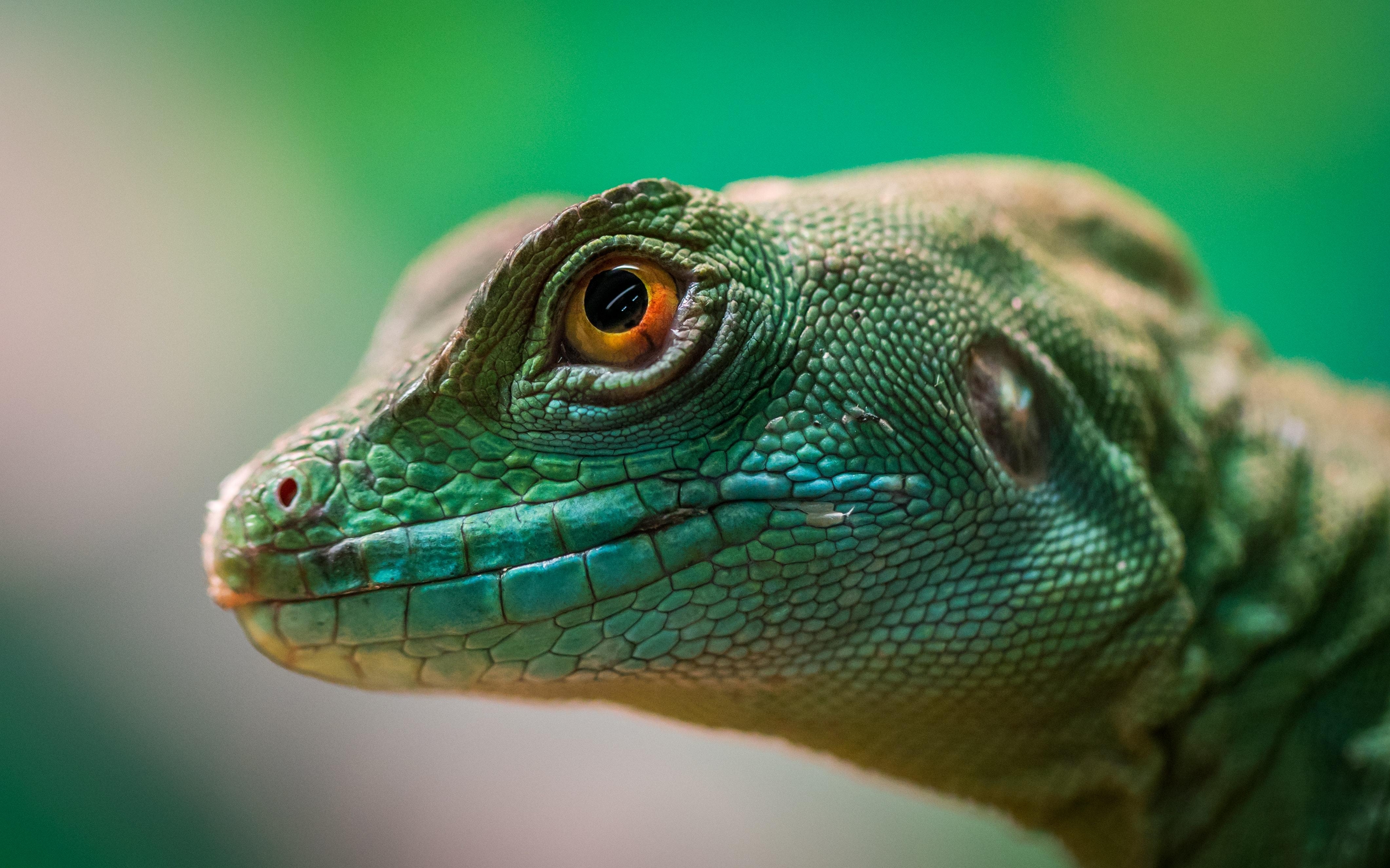 Interessante Eidechse, Foto, Reptilien, Tierwelt, Natur, 4250x2650 4K Desktop