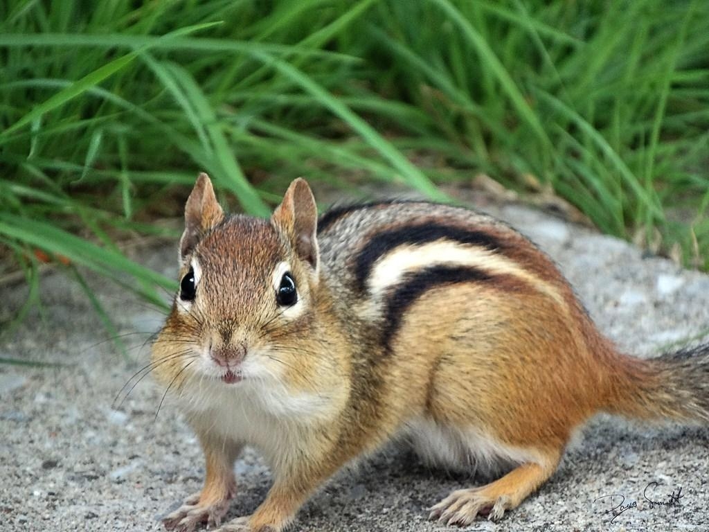 Streifenhörnchen, Android, Tiere, Download, Hintergrundbild, 1030x770 HD Desktop