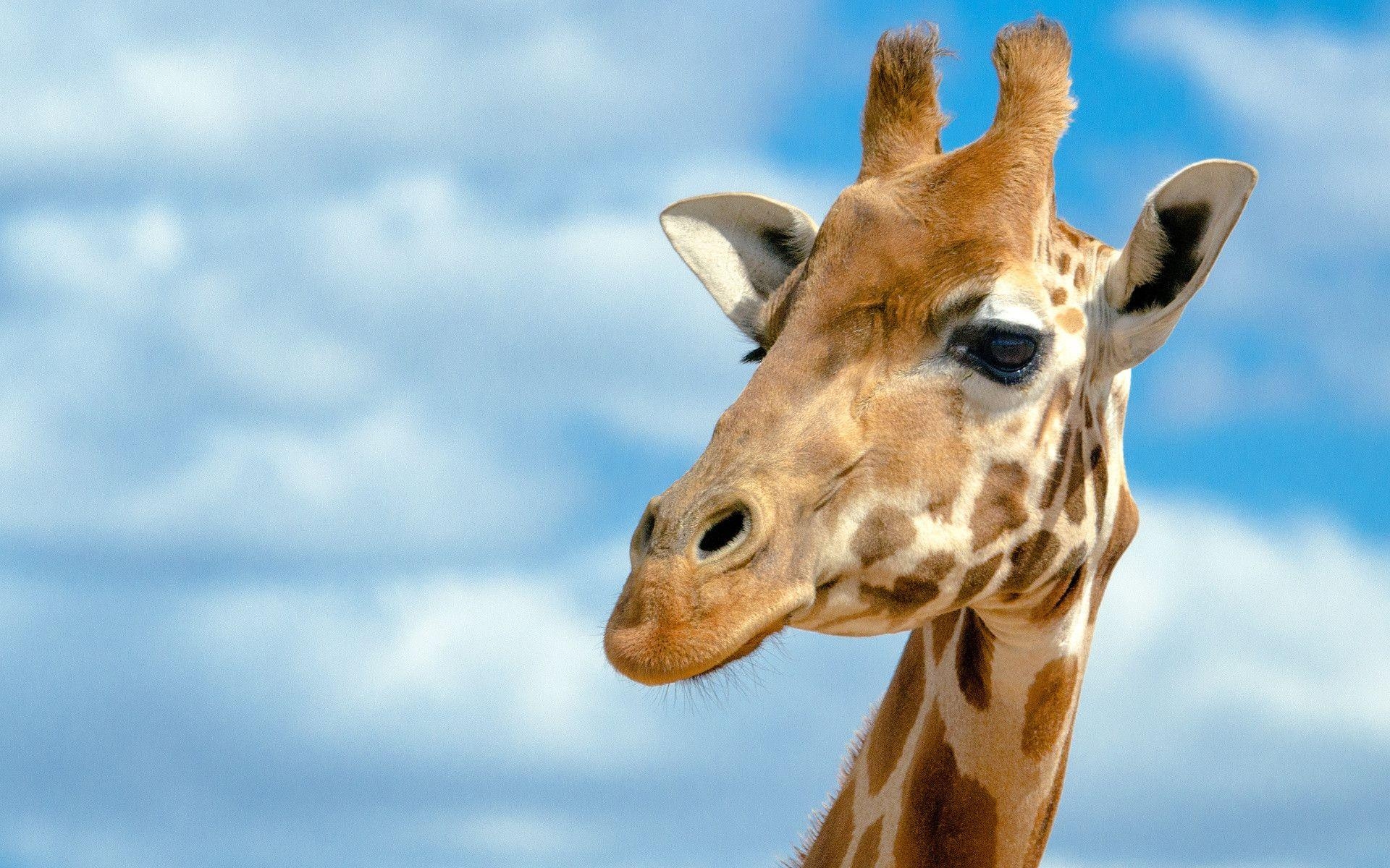 Giraffe, Hintergrund, Tierwelt, Afrika, Natur, 1920x1200 HD Desktop