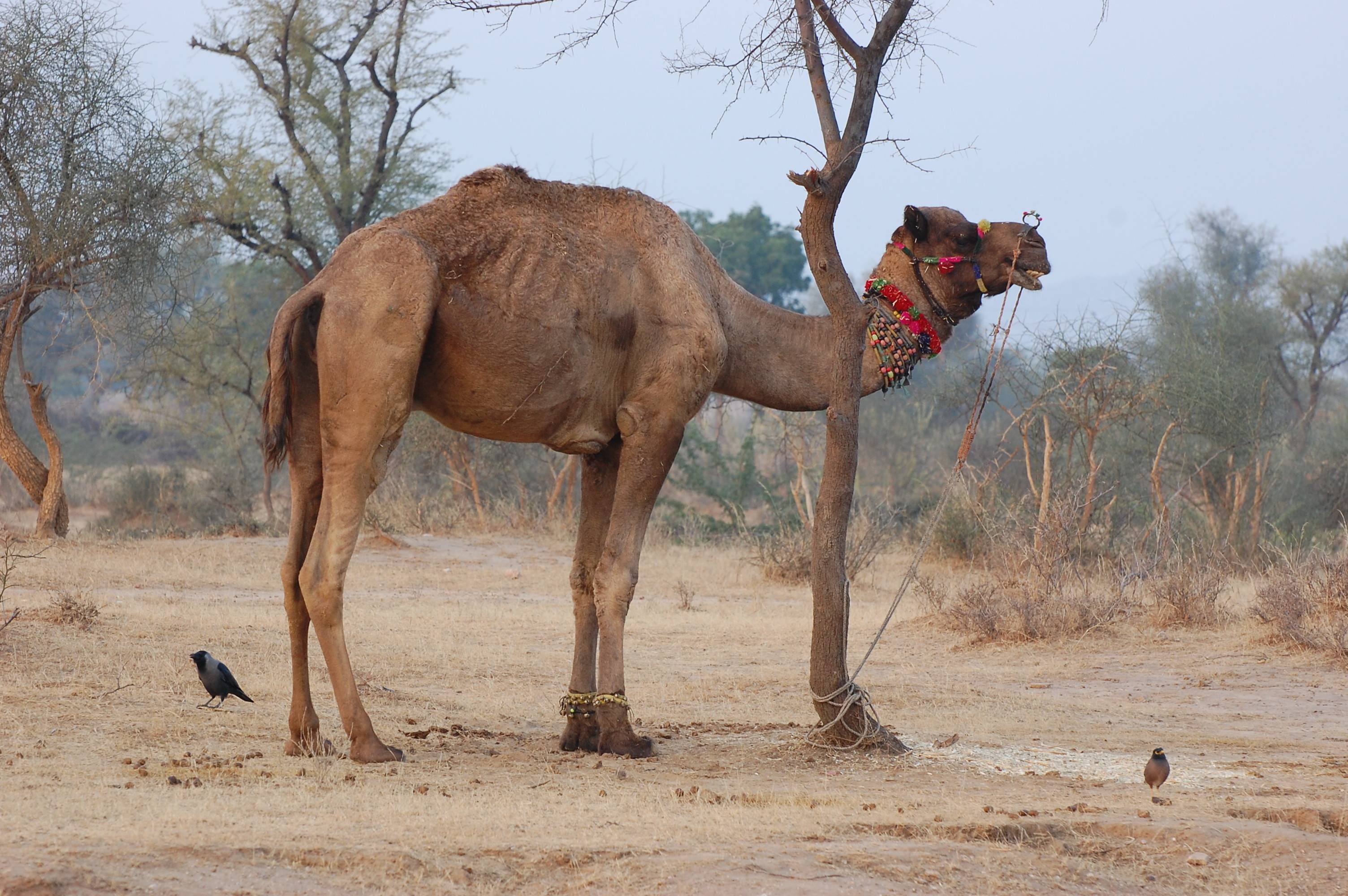 Kamel, Wüste, Tiere, Fotografie, Sahara, 3010x2000 HD Desktop