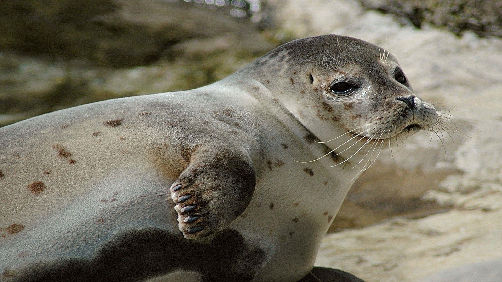 Seelöwe, Bild, 1080px, Meer, Tier, 1920x1080 Full HD Desktop