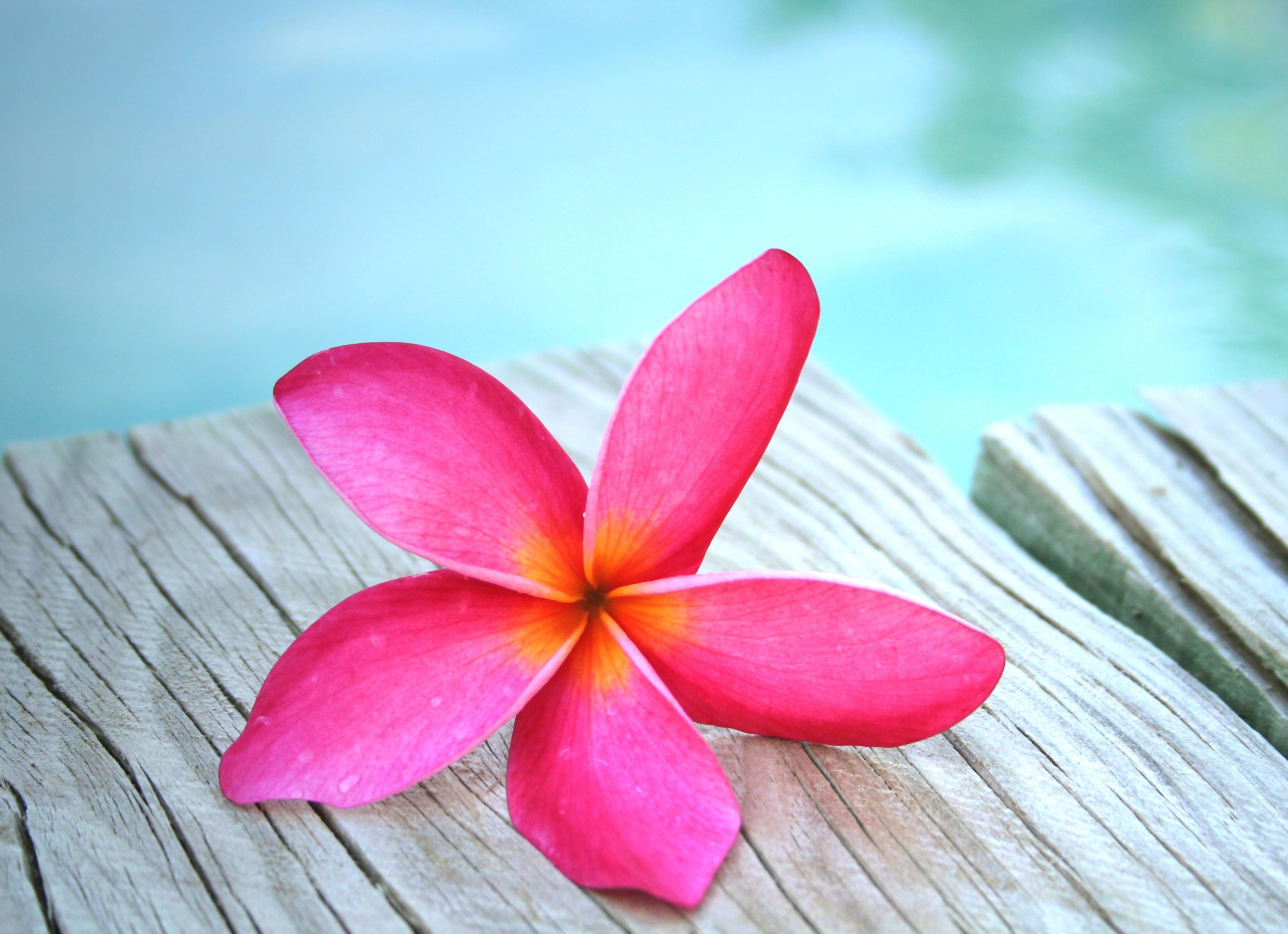 Plumeria, Pink, Blume, LadyGaga, Natur, 4000x2910 4K Desktop