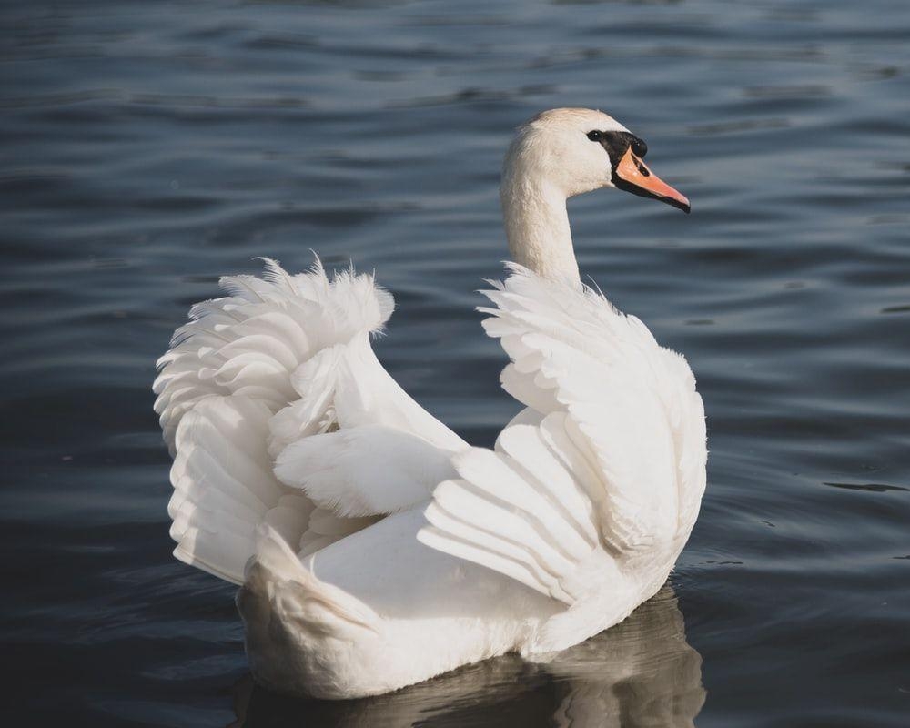 Schwan, Bild, HD, Kostenlose Bilder, Qualität, 1000x800 HD Desktop