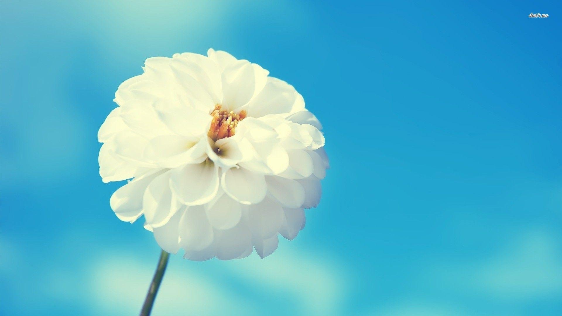 Weiße Chrysantheme, Blumenbild, Blütenpracht, Natur, 1920x1080 Full HD Desktop